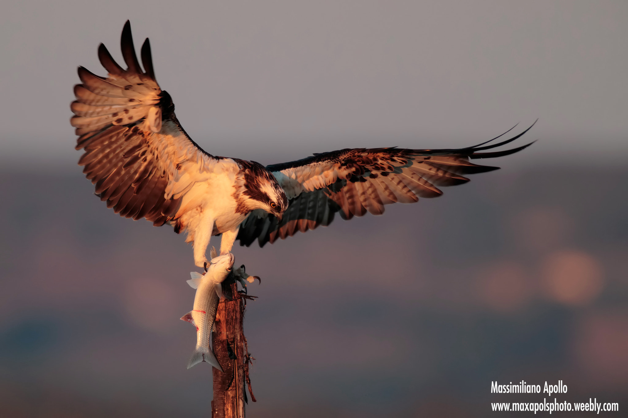 Canon EF 500mm F4L IS II USM sample photo. Osprey photography