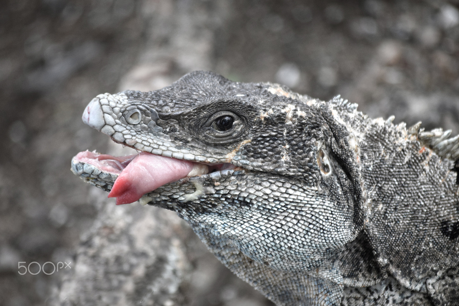 FSA-L2, EDG 65, 800mm F13 G sample photo. Reptil photography