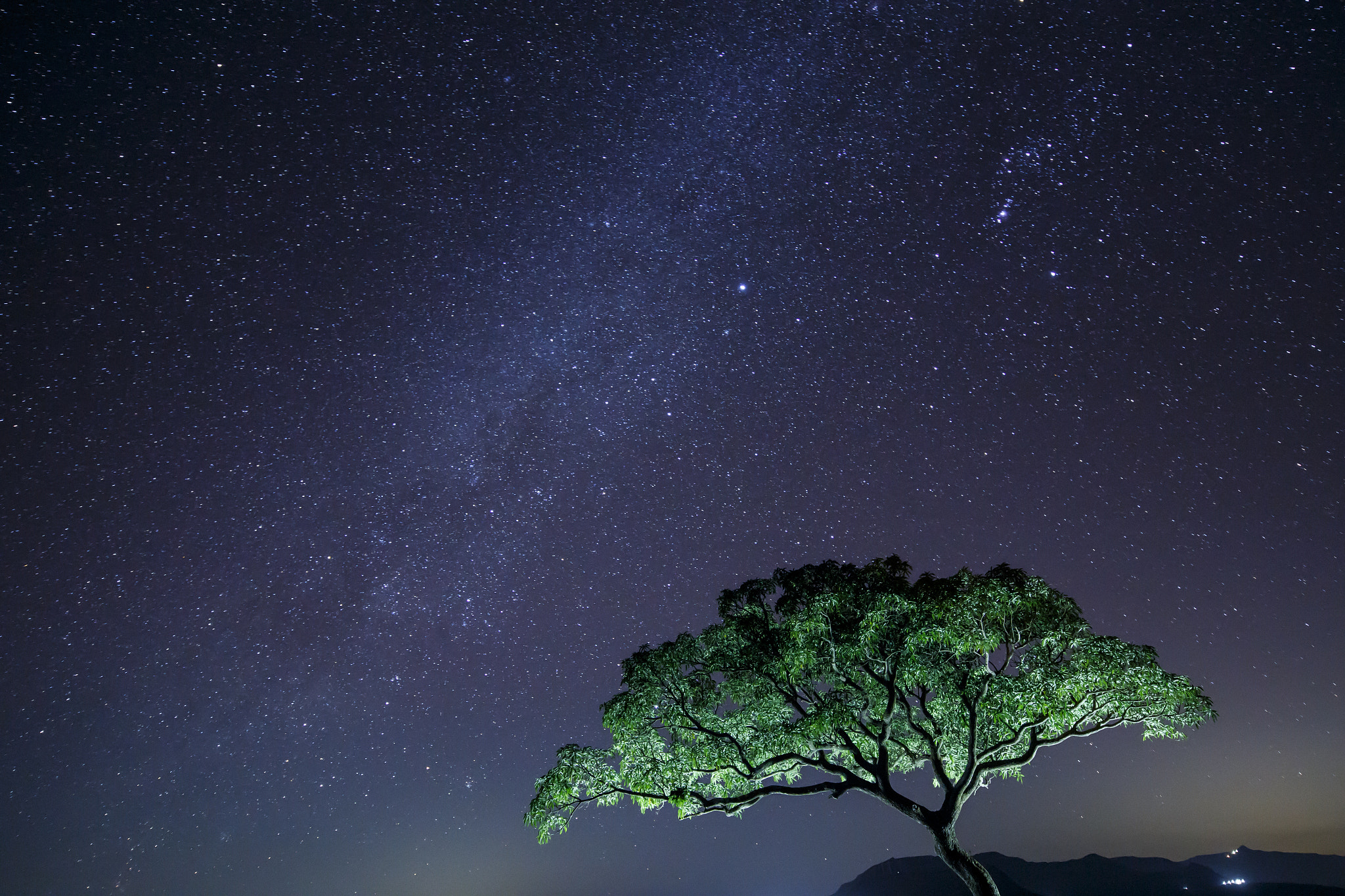 Canon TS-E 17mm F4L Tilt-Shift sample photo. Mango tree &amp; million stars photography