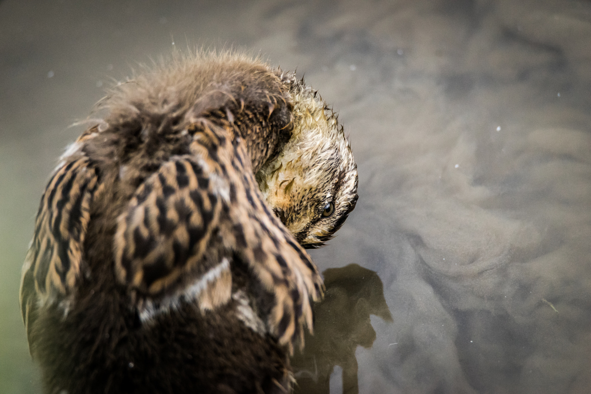 Sony a7 + Tamron SP 150-600mm F5-6.3 Di VC USD sample photo. Baby mud swirl photography