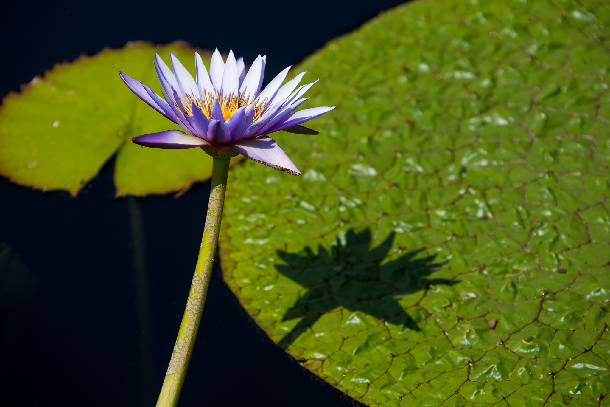 Canon EF 28-300mm F3.5-5.6L IS USM sample photo. Lily and shadow photography