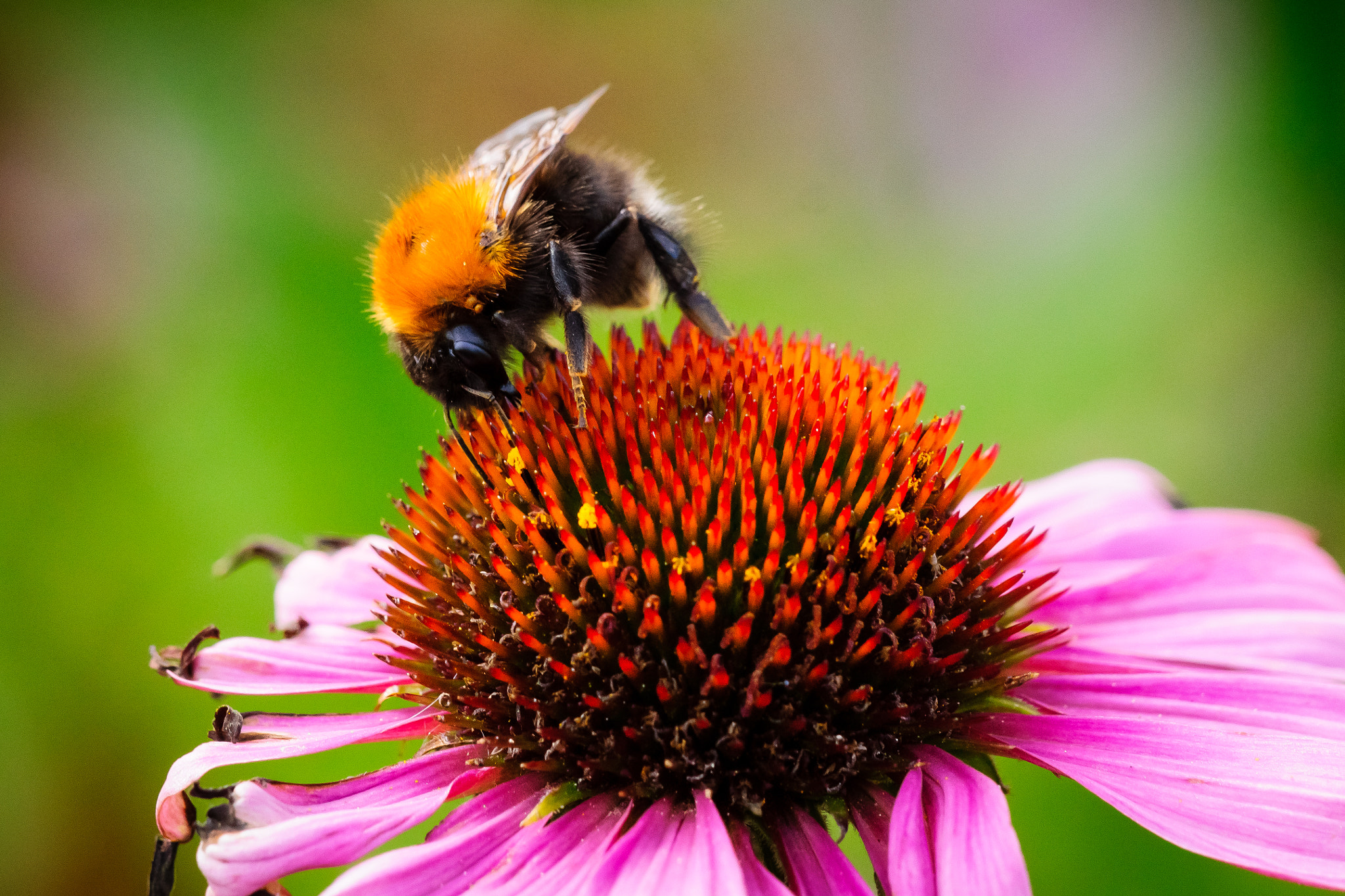 Sony 70-300mm F4.5-5.6 G SSM sample photo. Looking for nectar photography