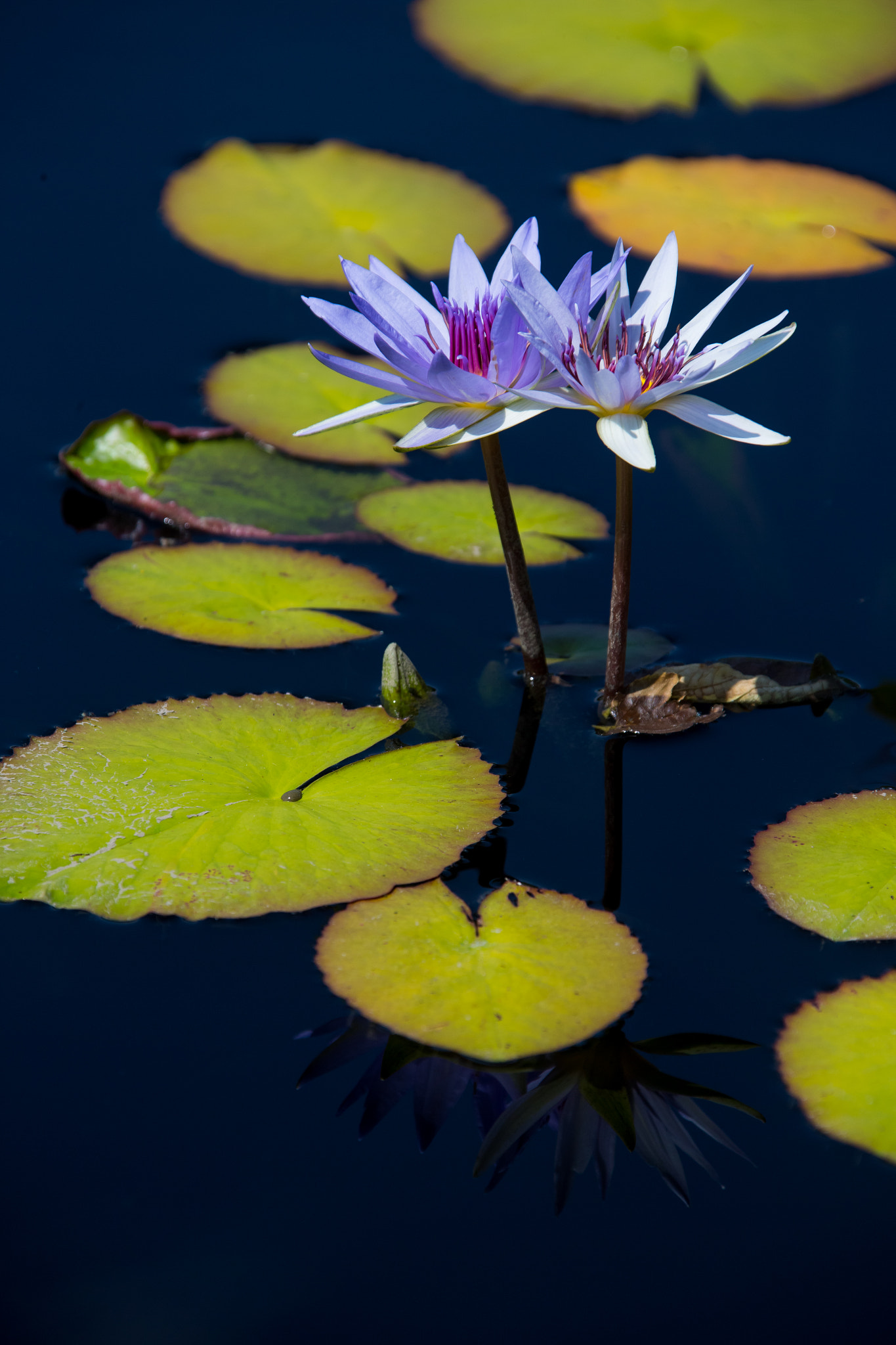 Canon EF 28-300mm F3.5-5.6L IS USM sample photo. Lily and pads photography