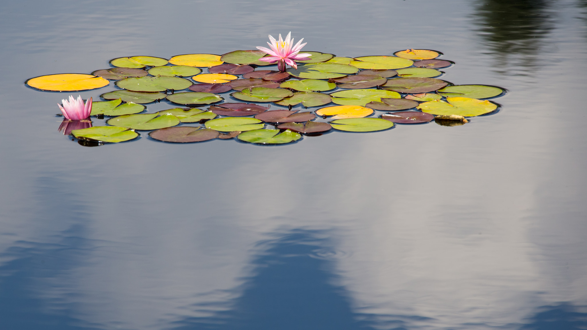 Canon EF 28-300mm F3.5-5.6L IS USM sample photo. Lilypad reflections photography