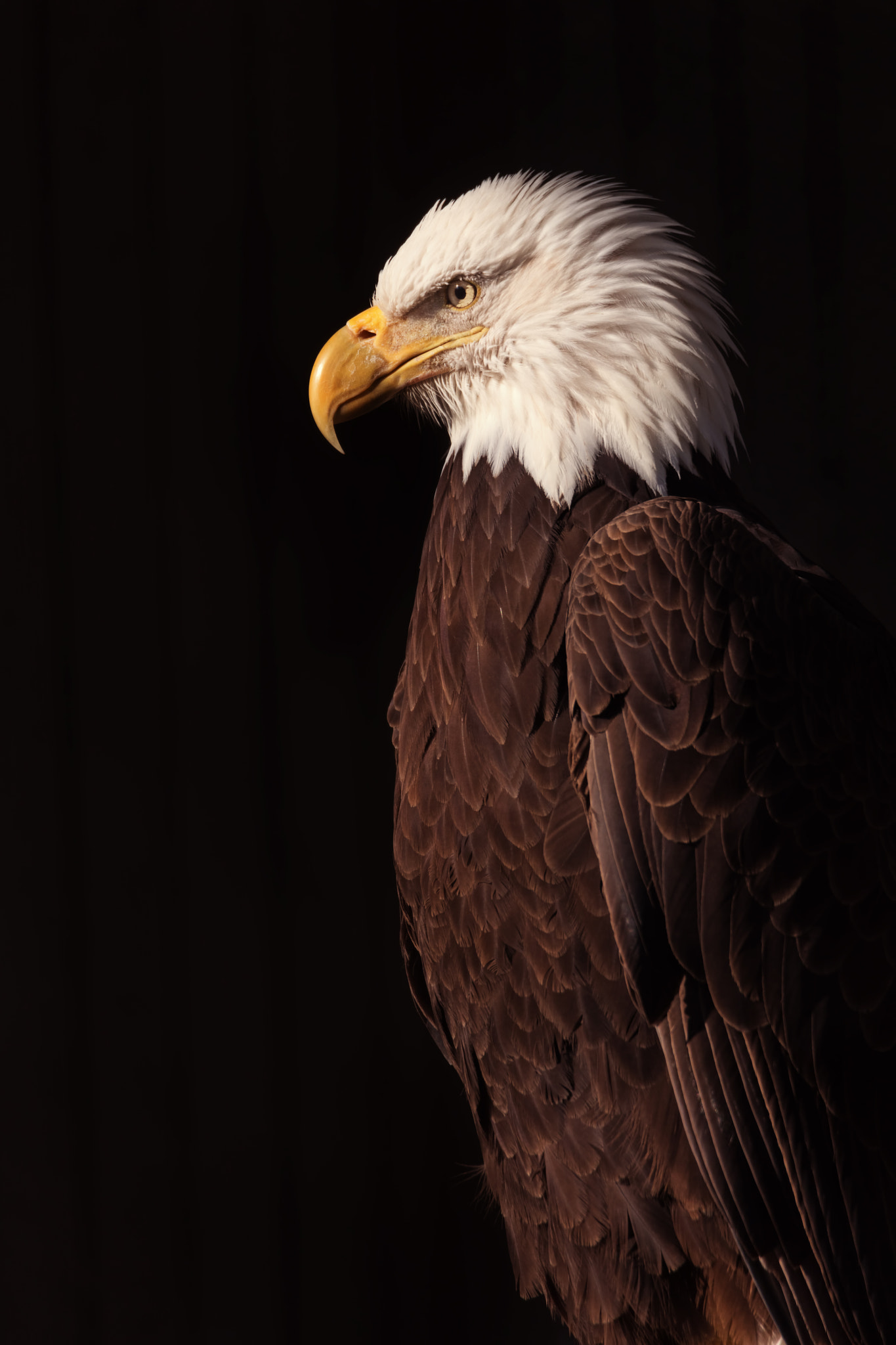 Canon EOS 5DS + Tamron SP 150-600mm F5-6.3 Di VC USD sample photo. Bald eagle photography