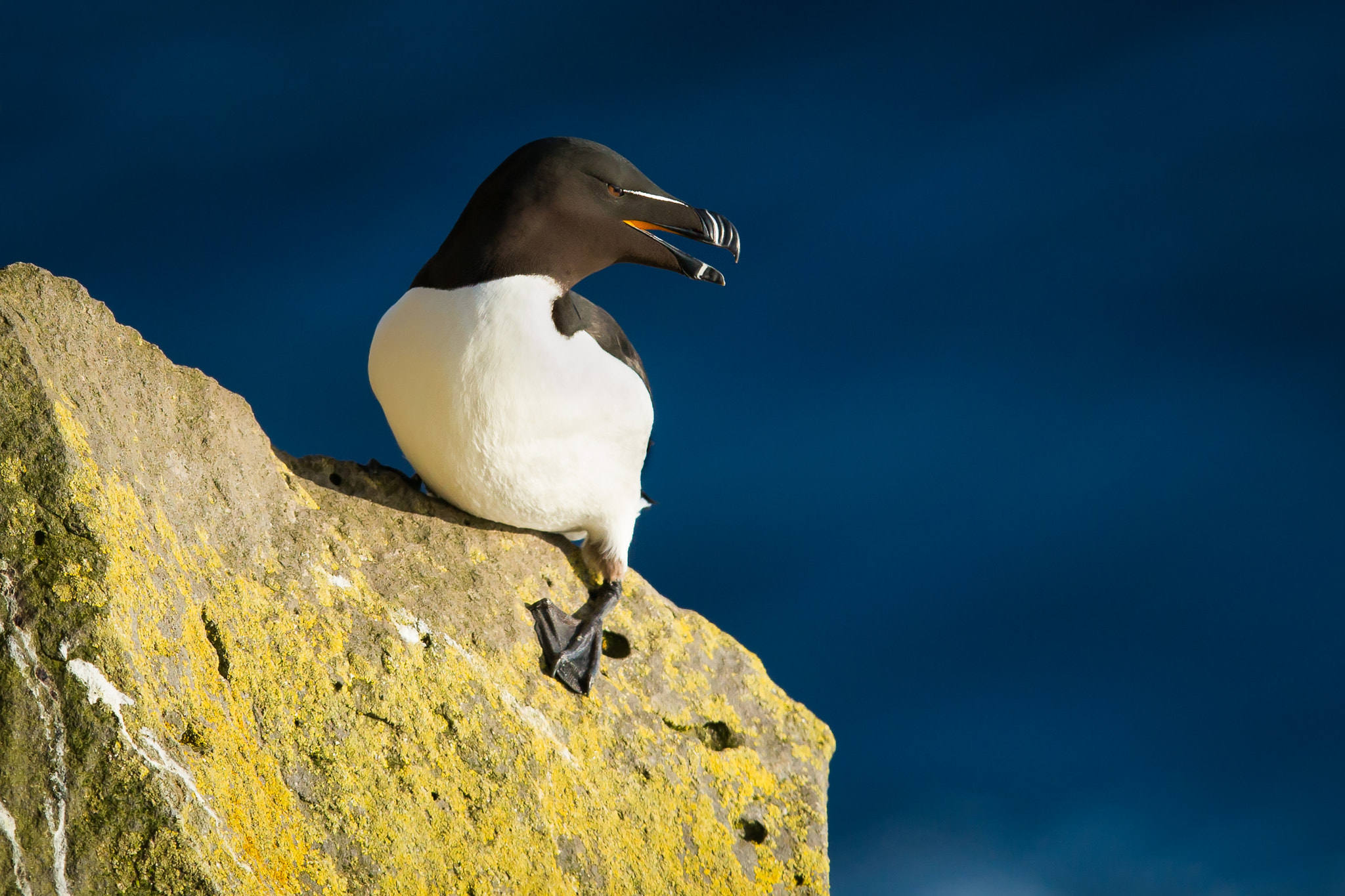 Sony a99 II + 300mm F2.8 G sample photo. Razorbill photography