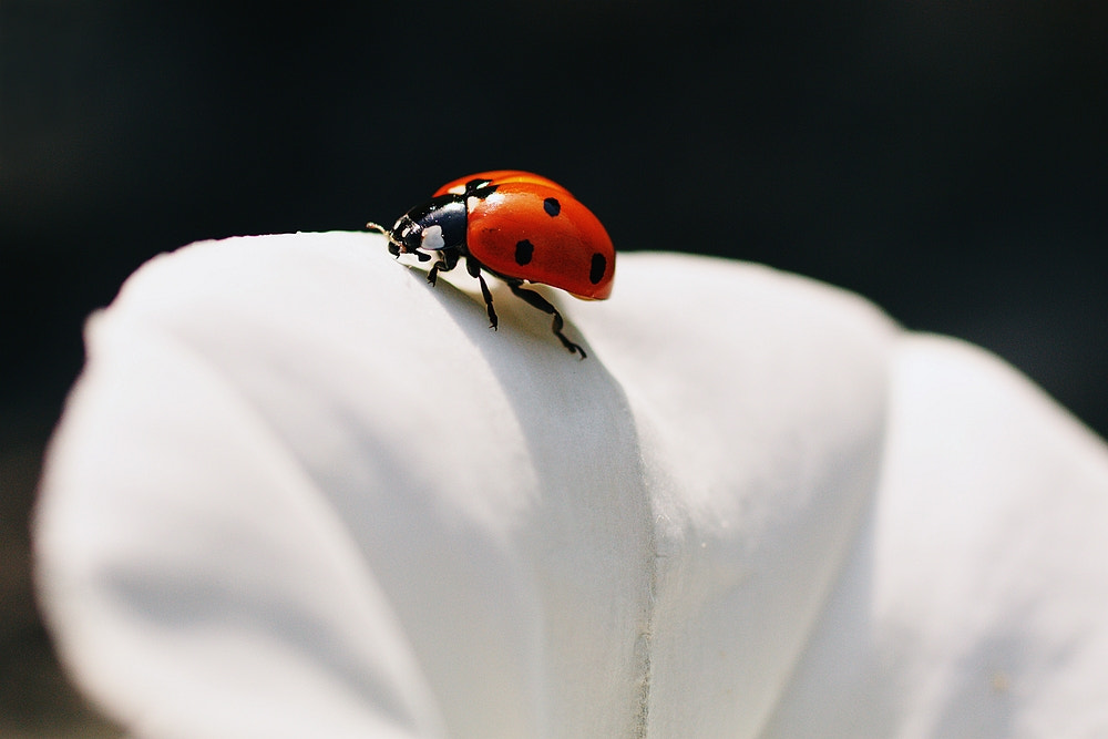 Canon EOS 600D (Rebel EOS T3i / EOS Kiss X5) + Canon EF 50mm F2.5 Macro sample photo. Ladybug photography