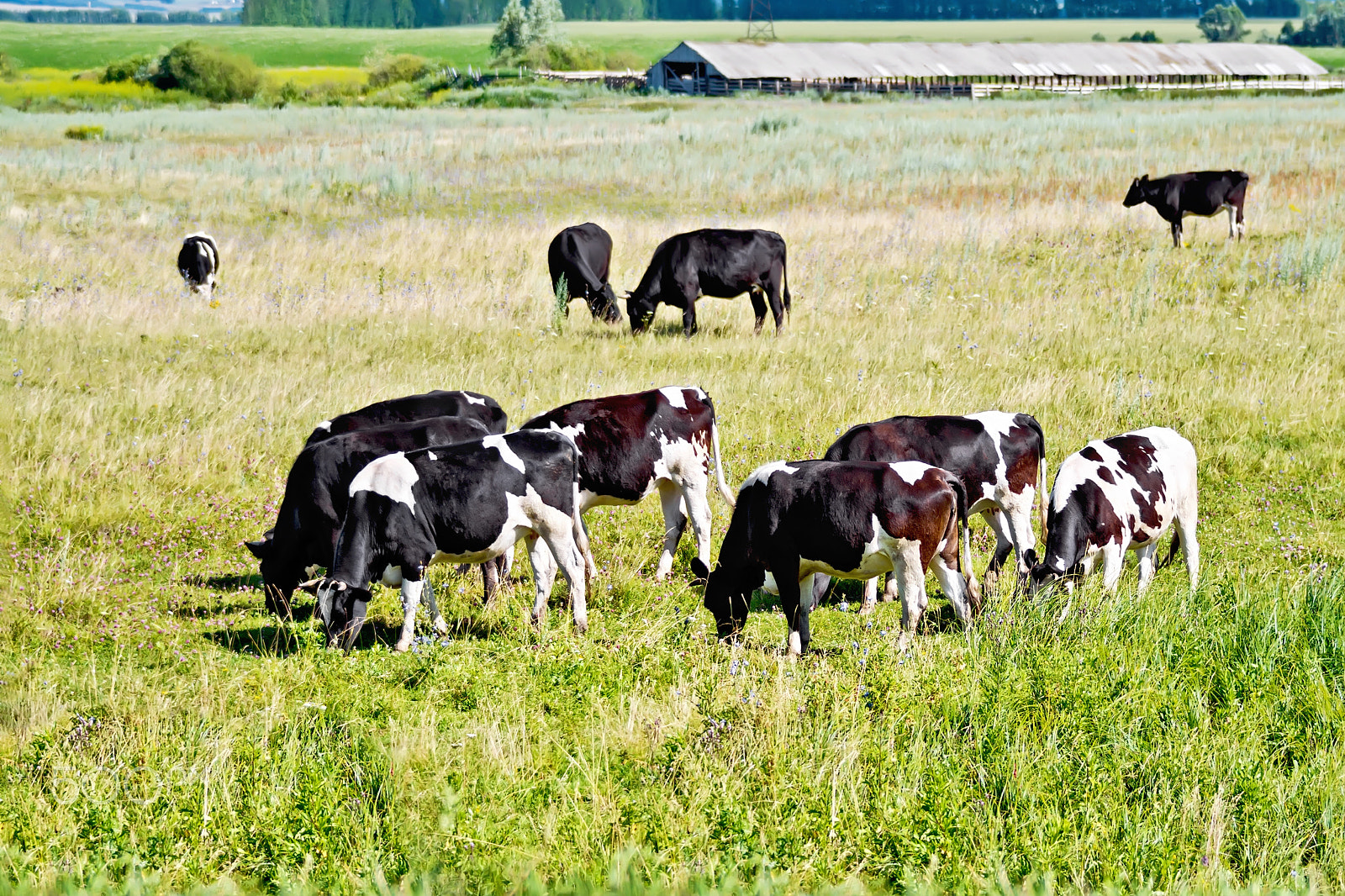 Nikon D7100 + Sigma 70-300mm F4-5.6 DG OS sample photo. Cows black and white in meadow photography