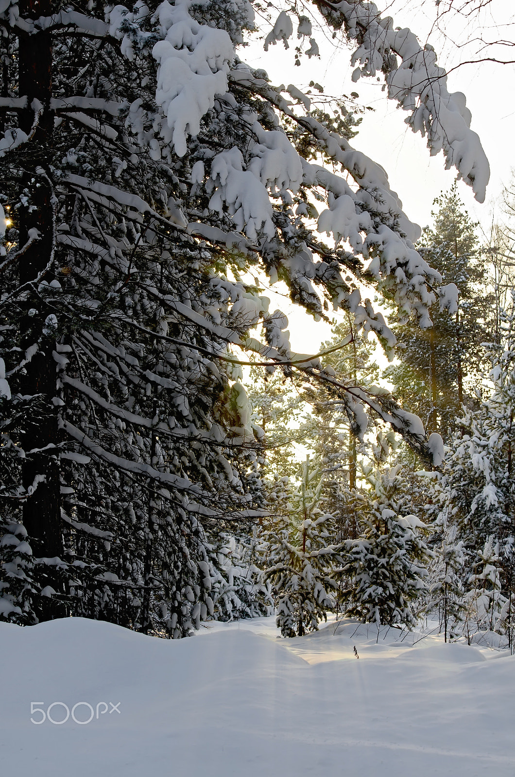 Nikon D7000 + Sigma 70-300mm F4-5.6 DG OS sample photo. Forest winter at sunset photography