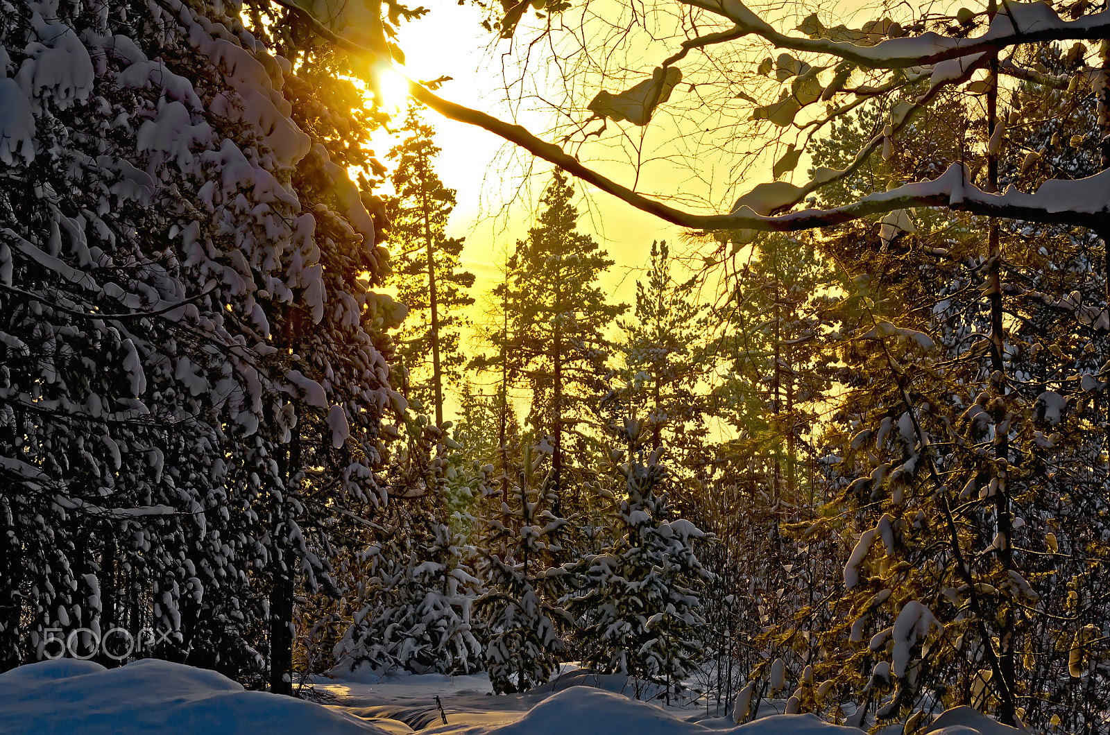 Nikon D7000 + Sigma 70-300mm F4-5.6 DG OS sample photo. Forest winter in rays of setting sun photography