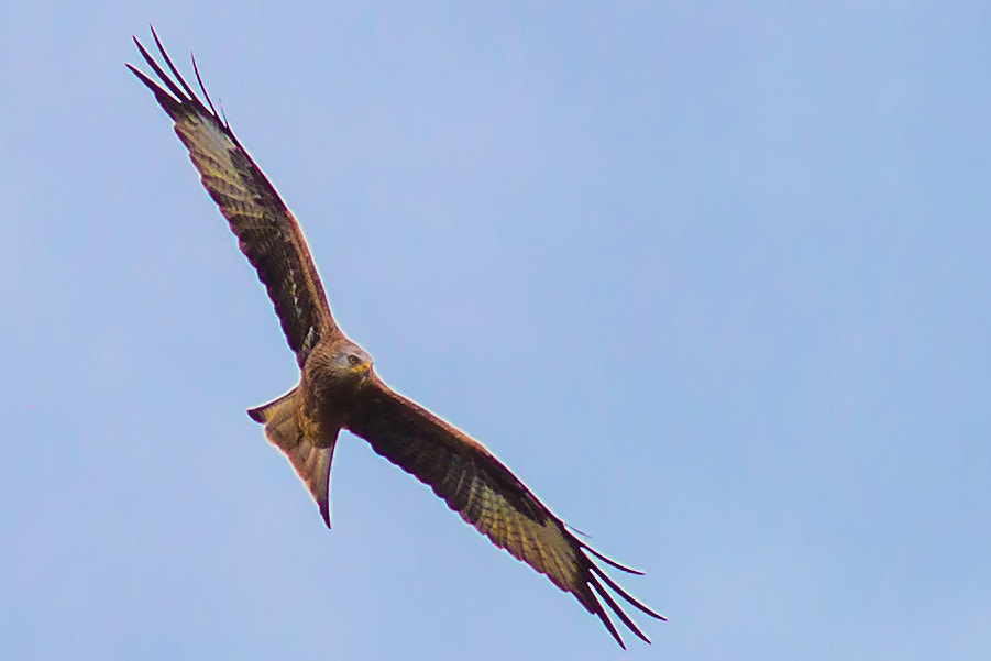 Canon EF 300mm F4L IS USM sample photo. Roter milan im flug photography