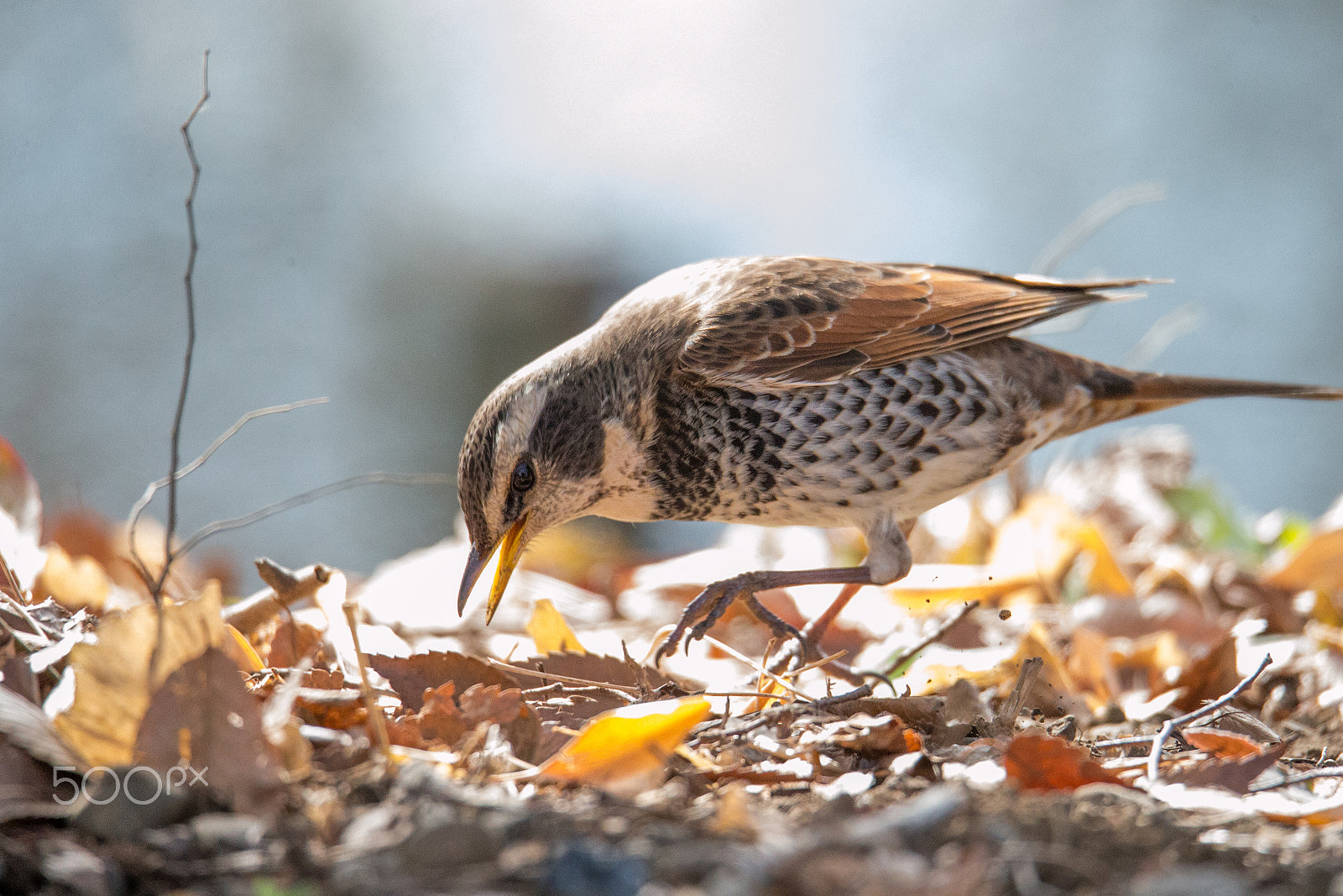 Sigma 150-600mm F5-6.3 DG OS HSM | C sample photo. Winter pleasure photography