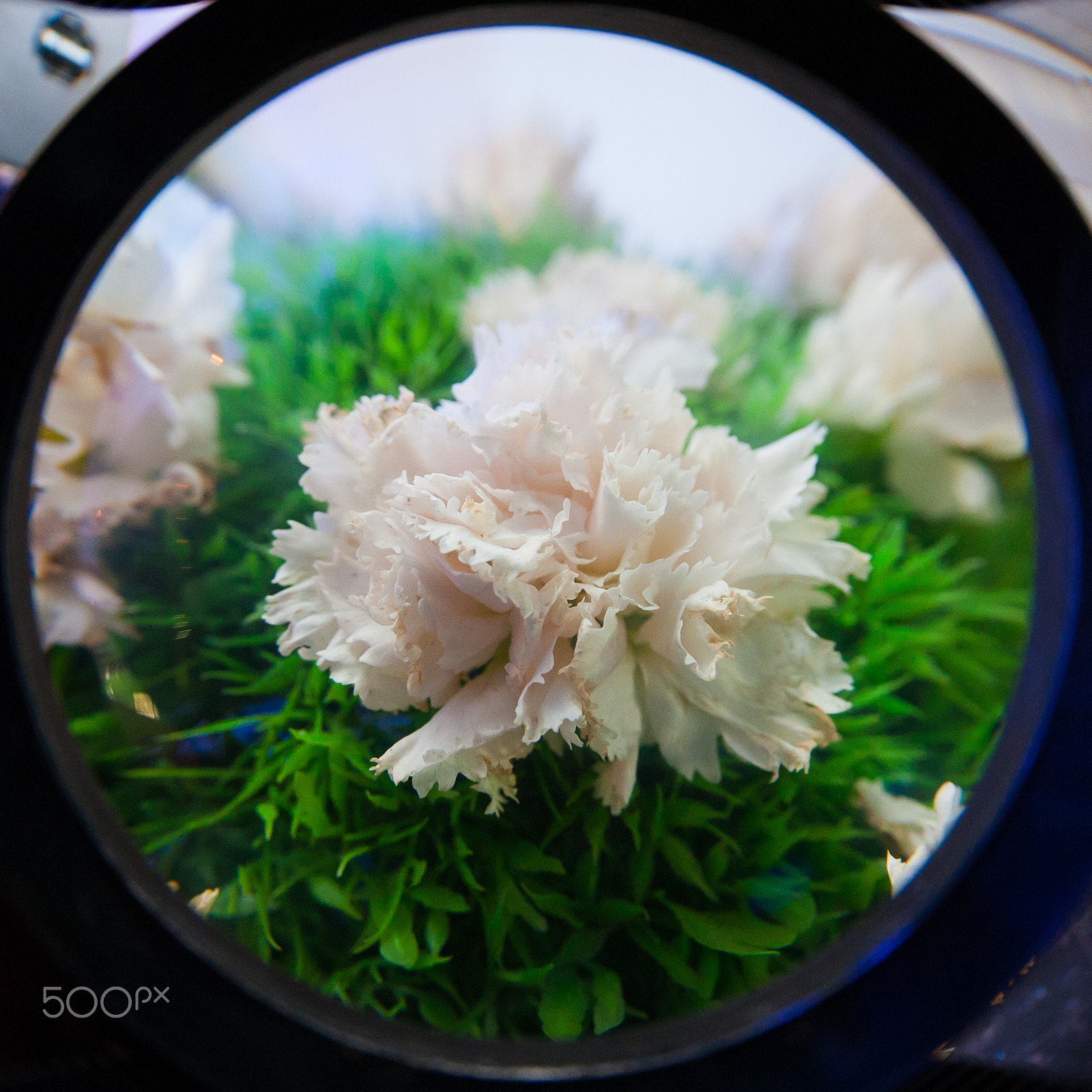 Canon EF 8-15mm F4L Fisheye USM sample photo. Flower bunch photography