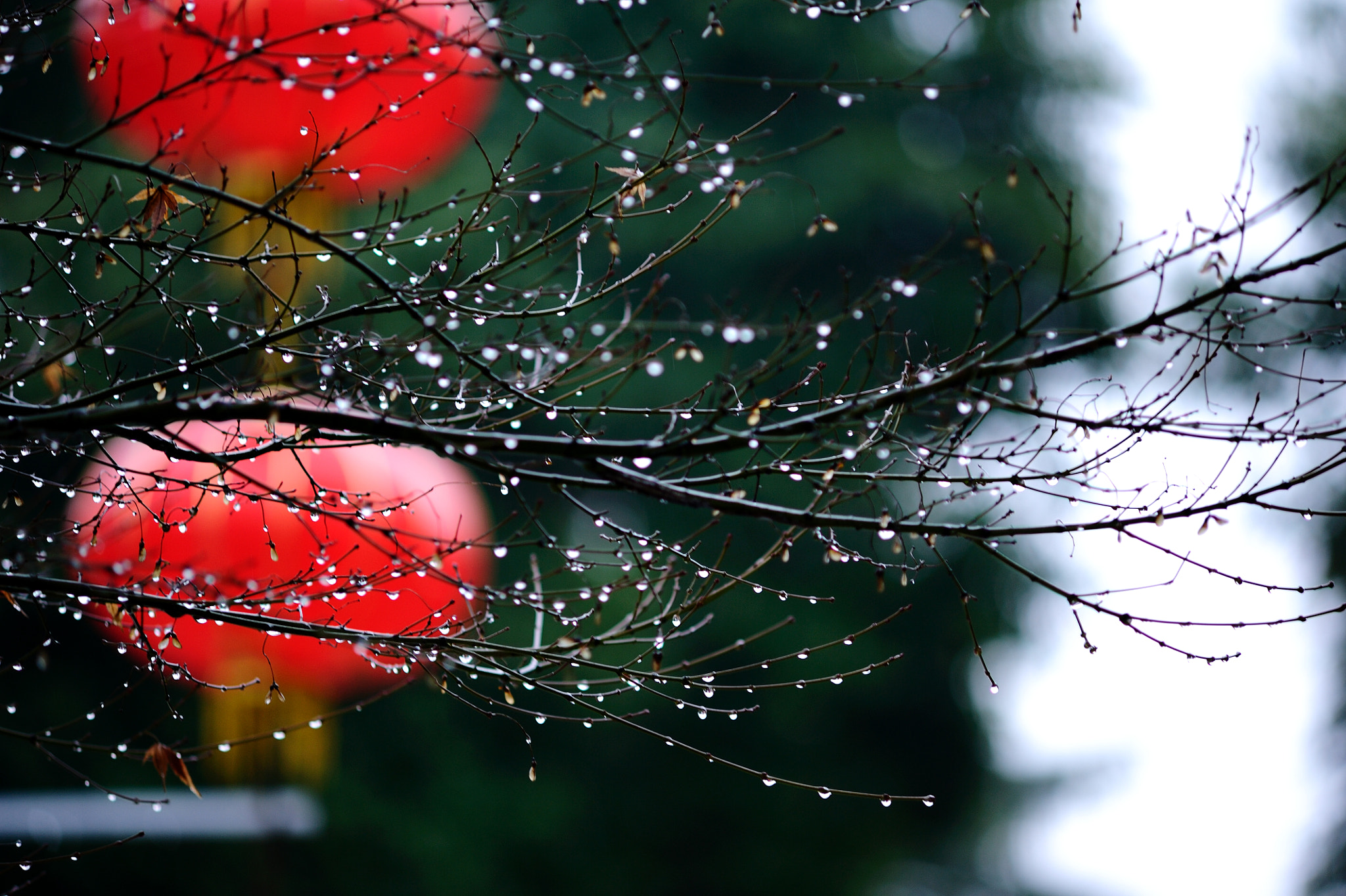 Nikon D700 + AF Zoom-Nikkor 70-210mm f/4 sample photo. 雪后的中国灯笼 photography