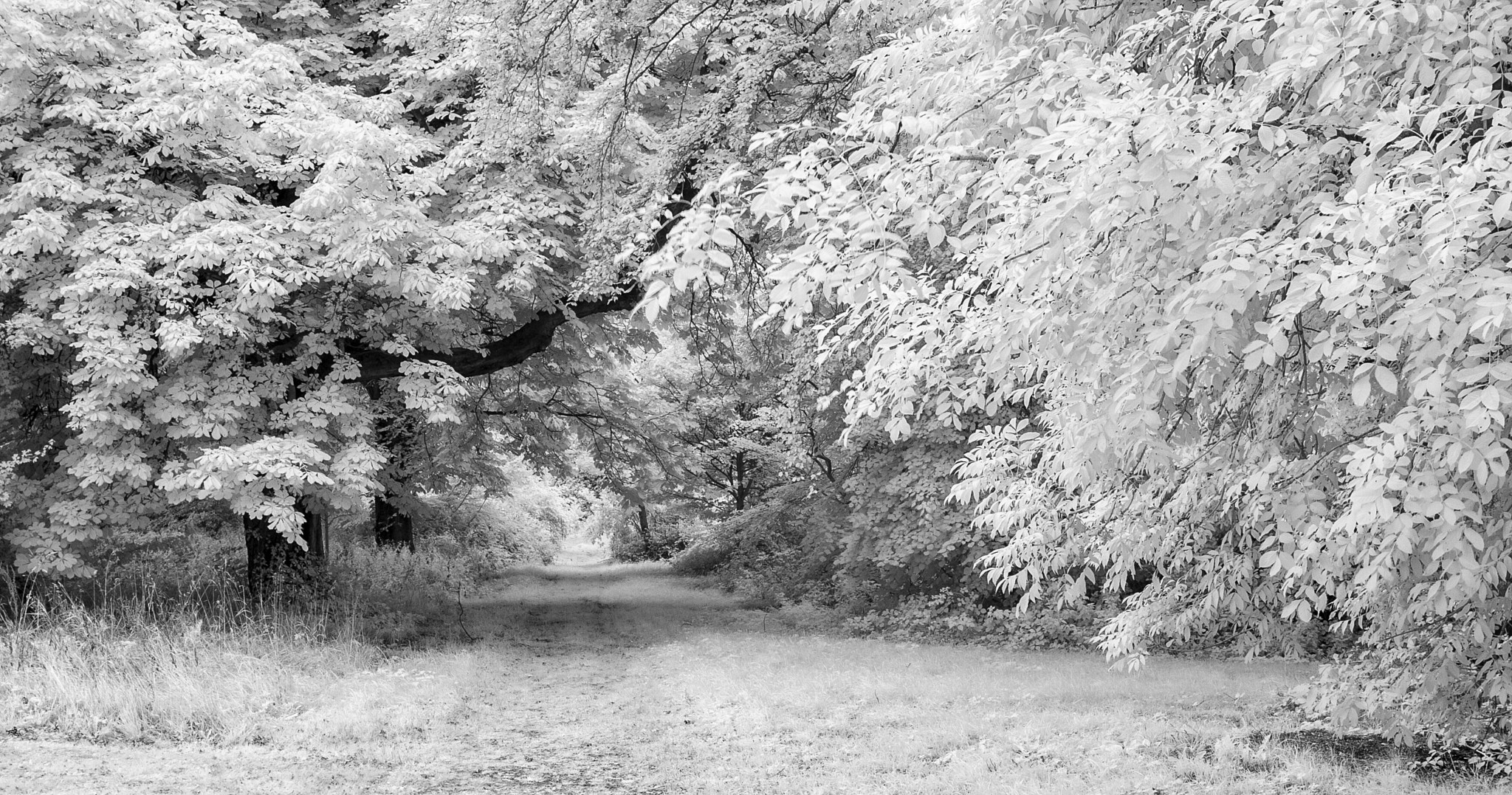 Canon EOS-1D Mark II sample photo. Path through trees photography