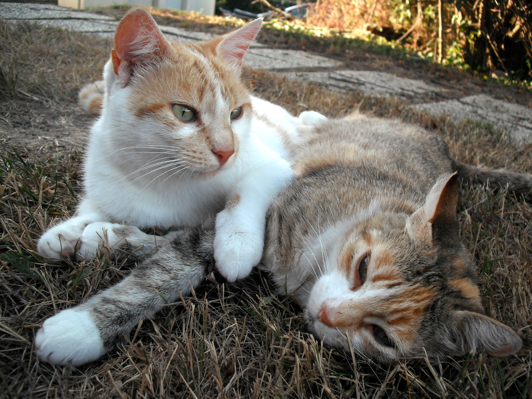 Fujifilm A100 sample photo. Grandma and daugther cats photography