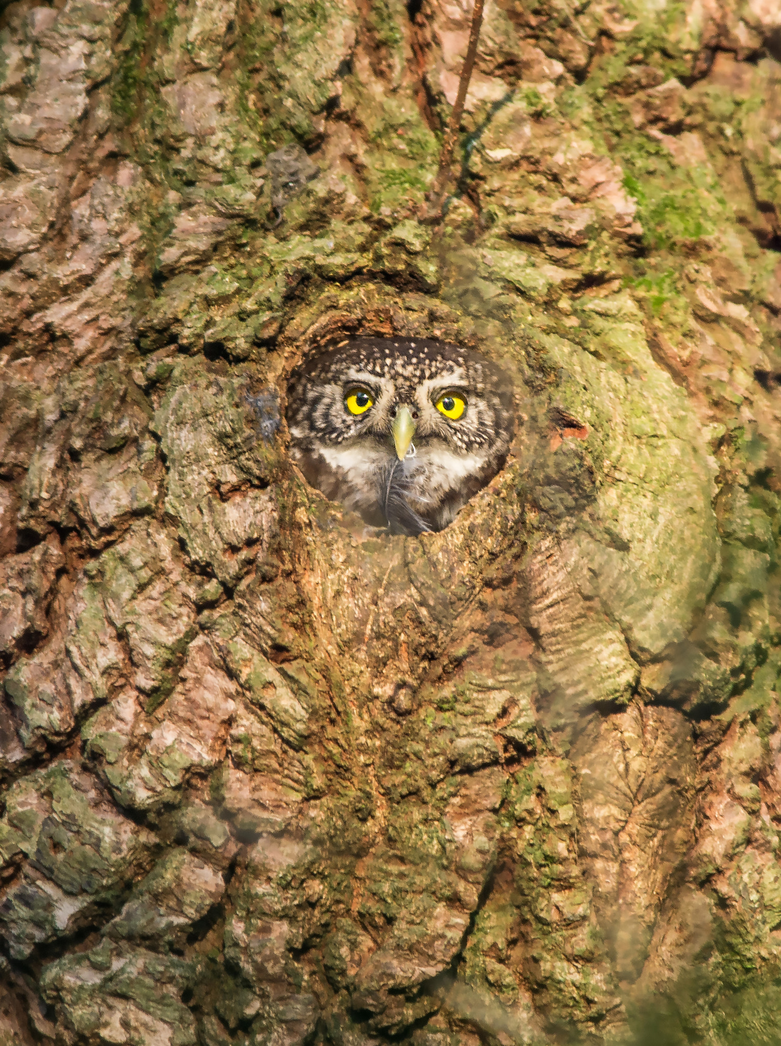 Olympus E-5 + OLYMPUS 300mm Lens sample photo. Eurasian pygmy-owl photography