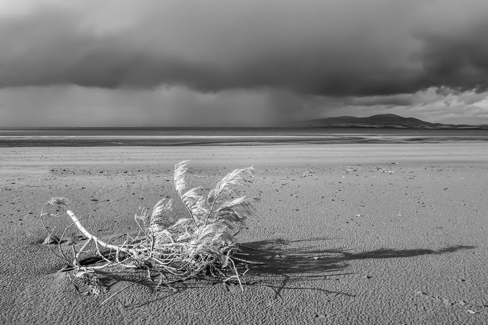 Canon EOS-1D Mark II sample photo. Branch on beach photography