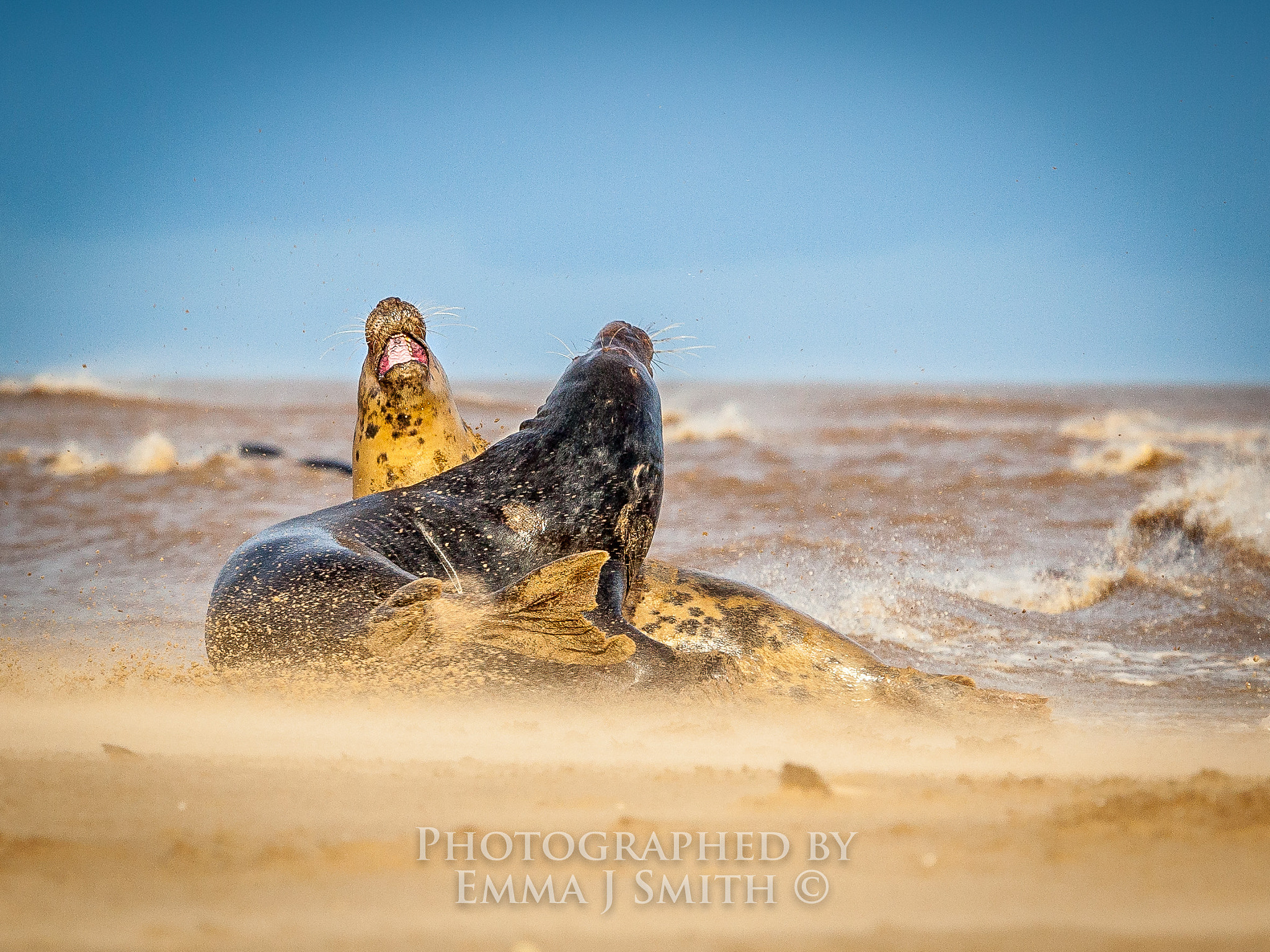 Canon EOS 5D Mark II + Canon EF 70-200mm F2.8L USM sample photo. Entwined photography