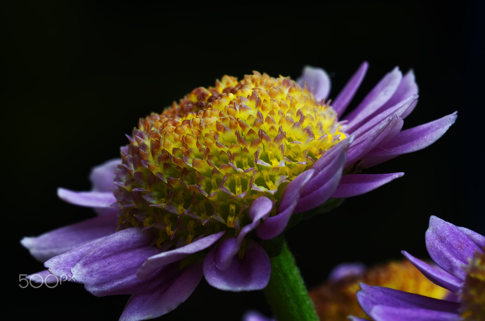 Nikon D7000 + AF Micro-Nikkor 60mm f/2.8 sample photo. Happy new year photography