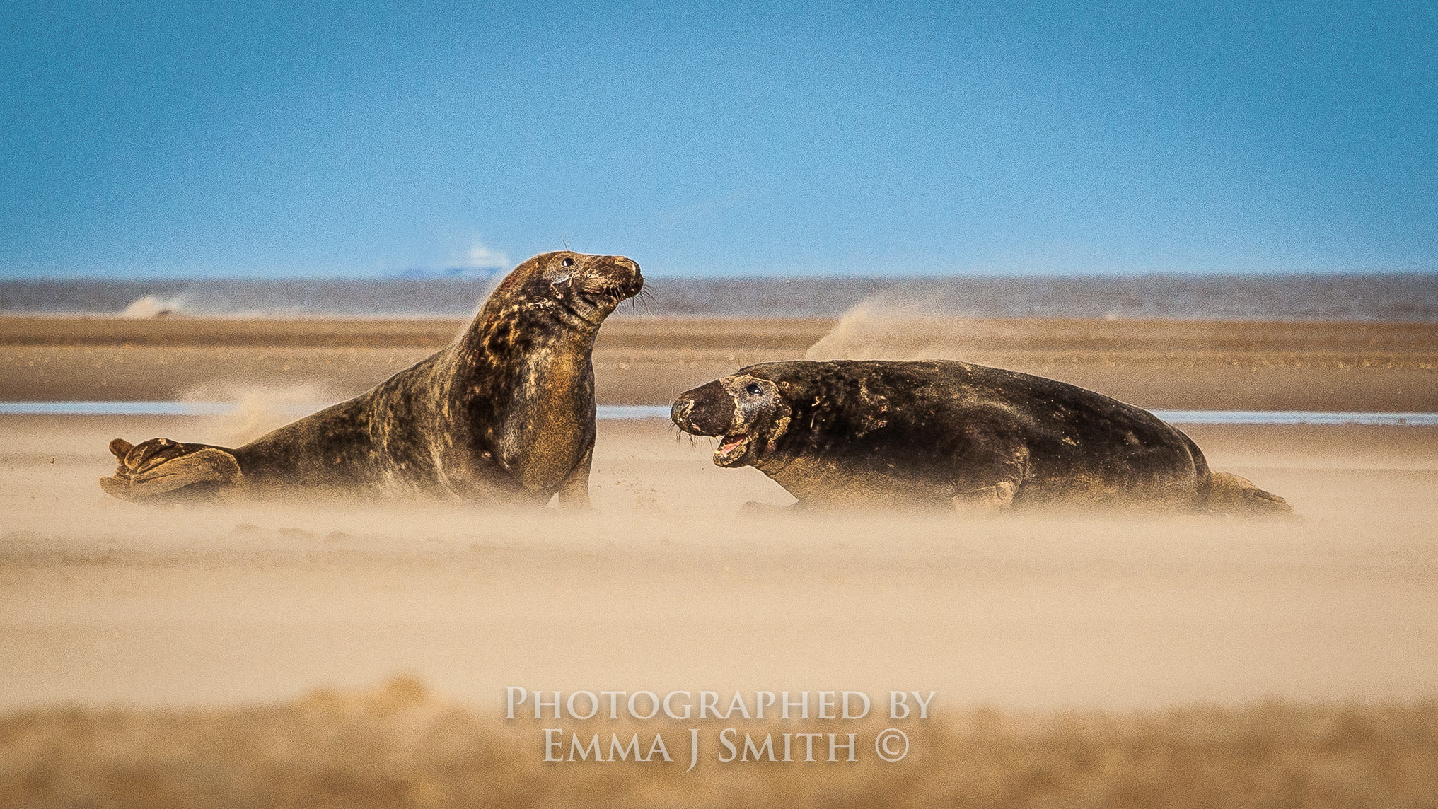 Canon EF 70-200mm F2.8L USM sample photo. Contending bulls photography