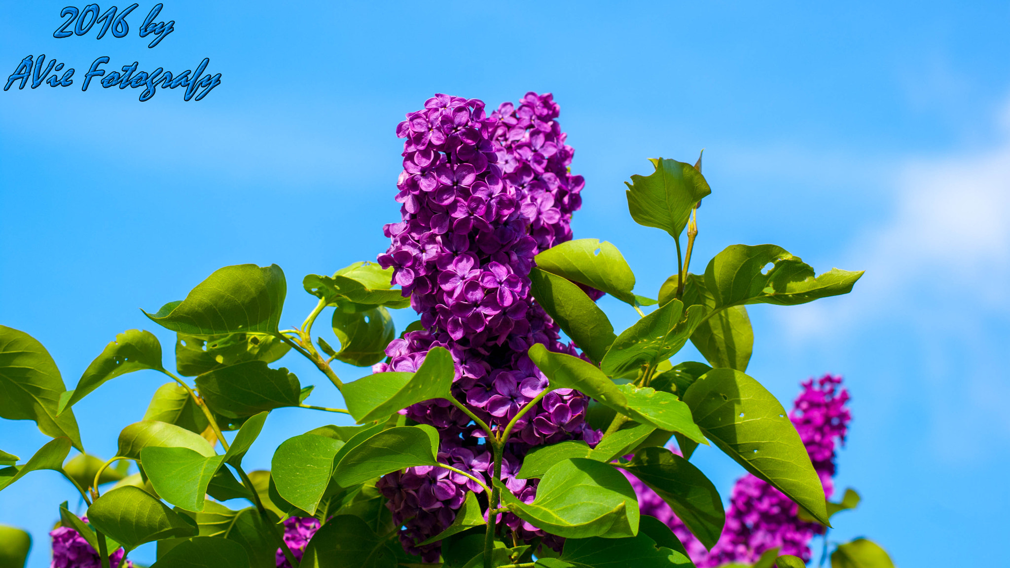 Sony DT 55-200mm F4-5.6 SAM sample photo. Wonderful colors photography