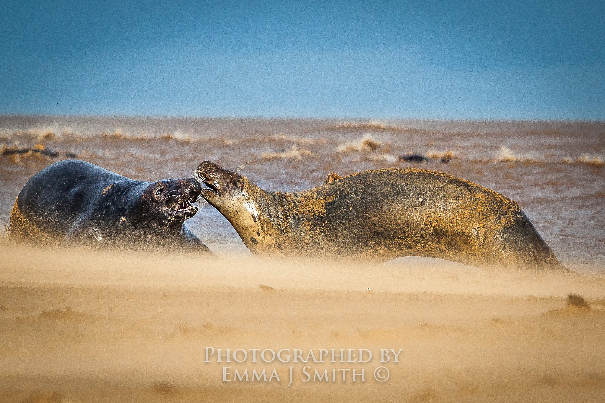 Canon EOS 5D Mark II + Canon EF 70-200mm F2.8L USM sample photo. No surrender photography