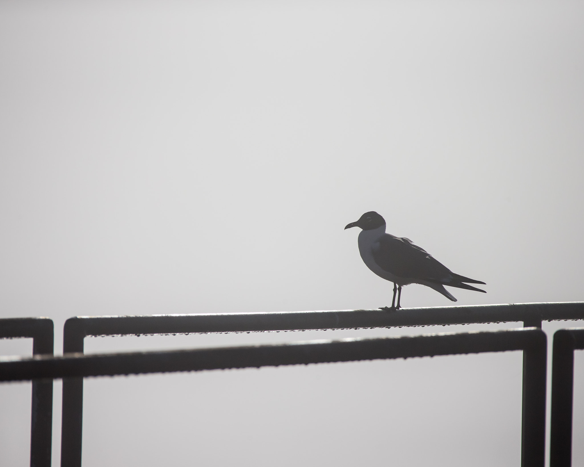 Canon EOS-1D X + Canon EF 28-300mm F3.5-5.6L IS USM sample photo. Foggy gull photography