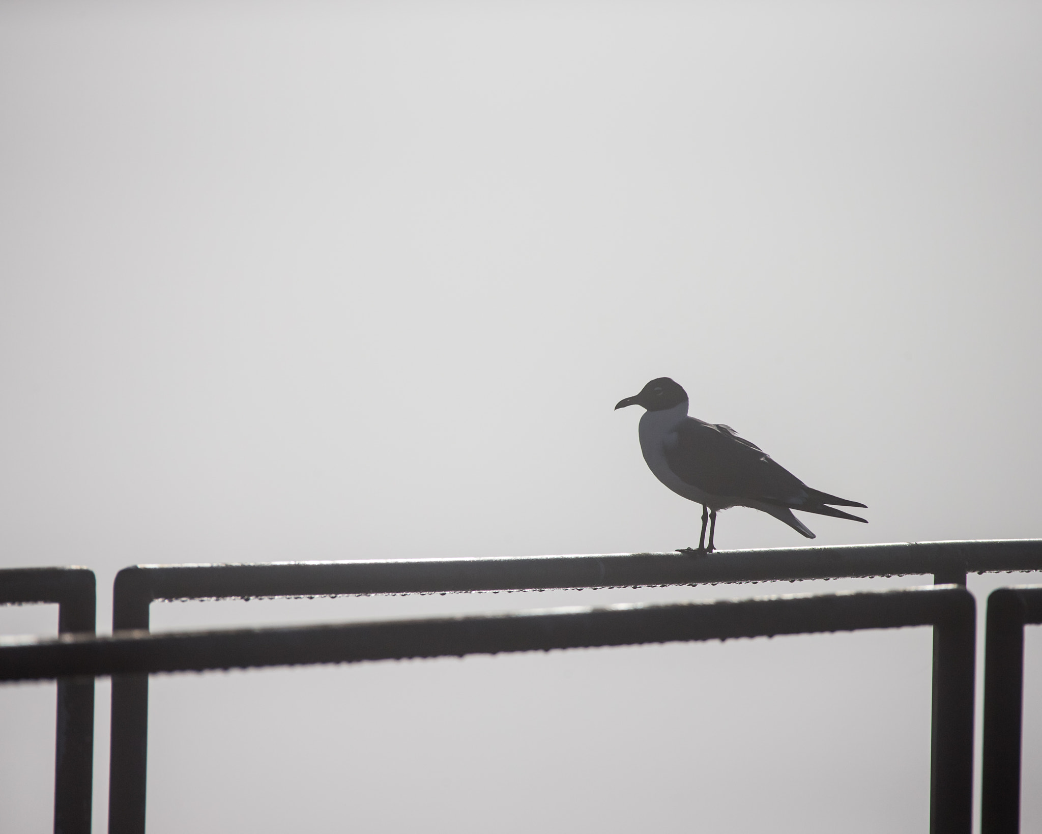 Canon EF 28-300mm F3.5-5.6L IS USM sample photo. Foggy gull photography