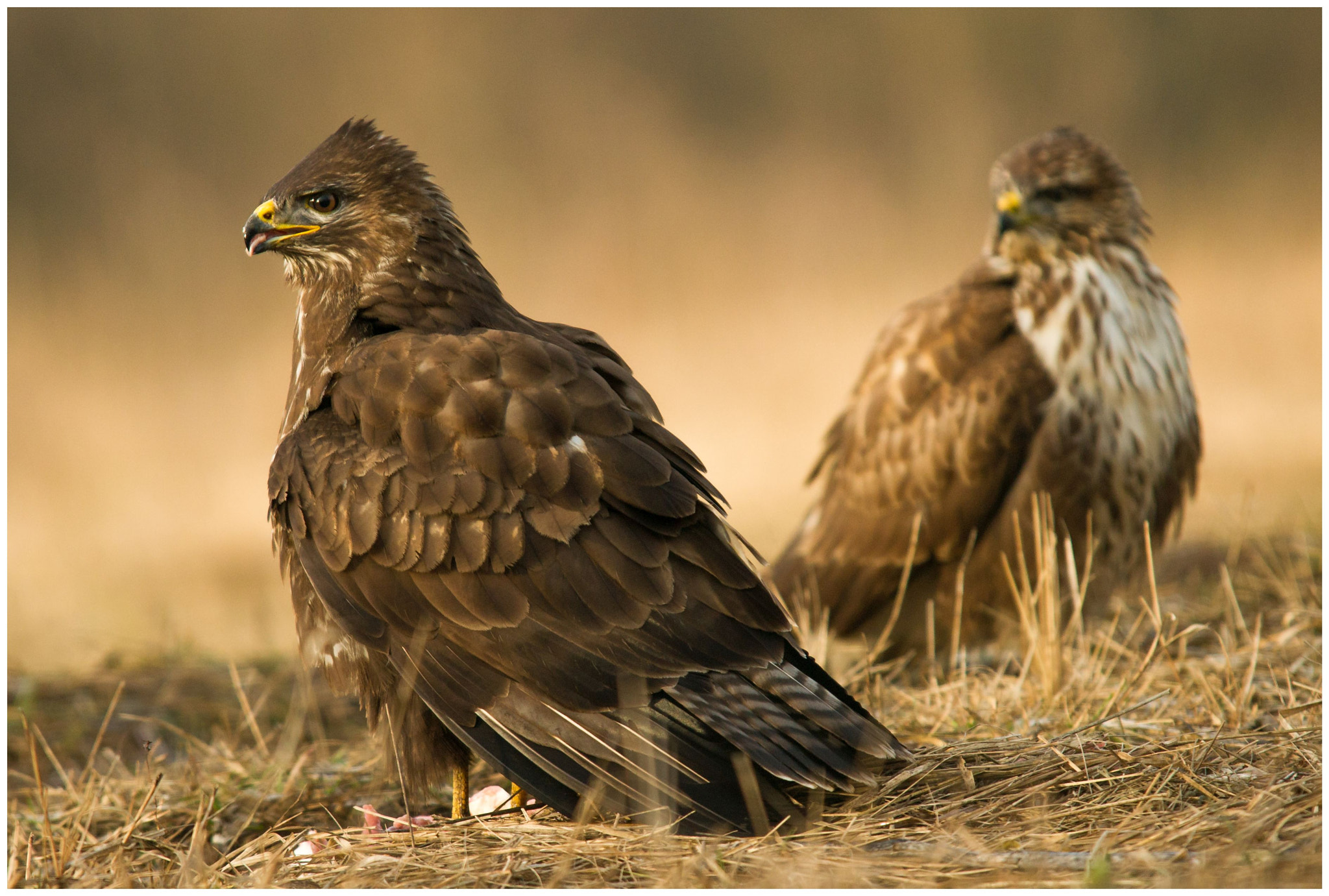 Sony Alpha DSLR-A550 + Sigma 30mm F1.4 EX DC HSM sample photo. Buzzard still photography