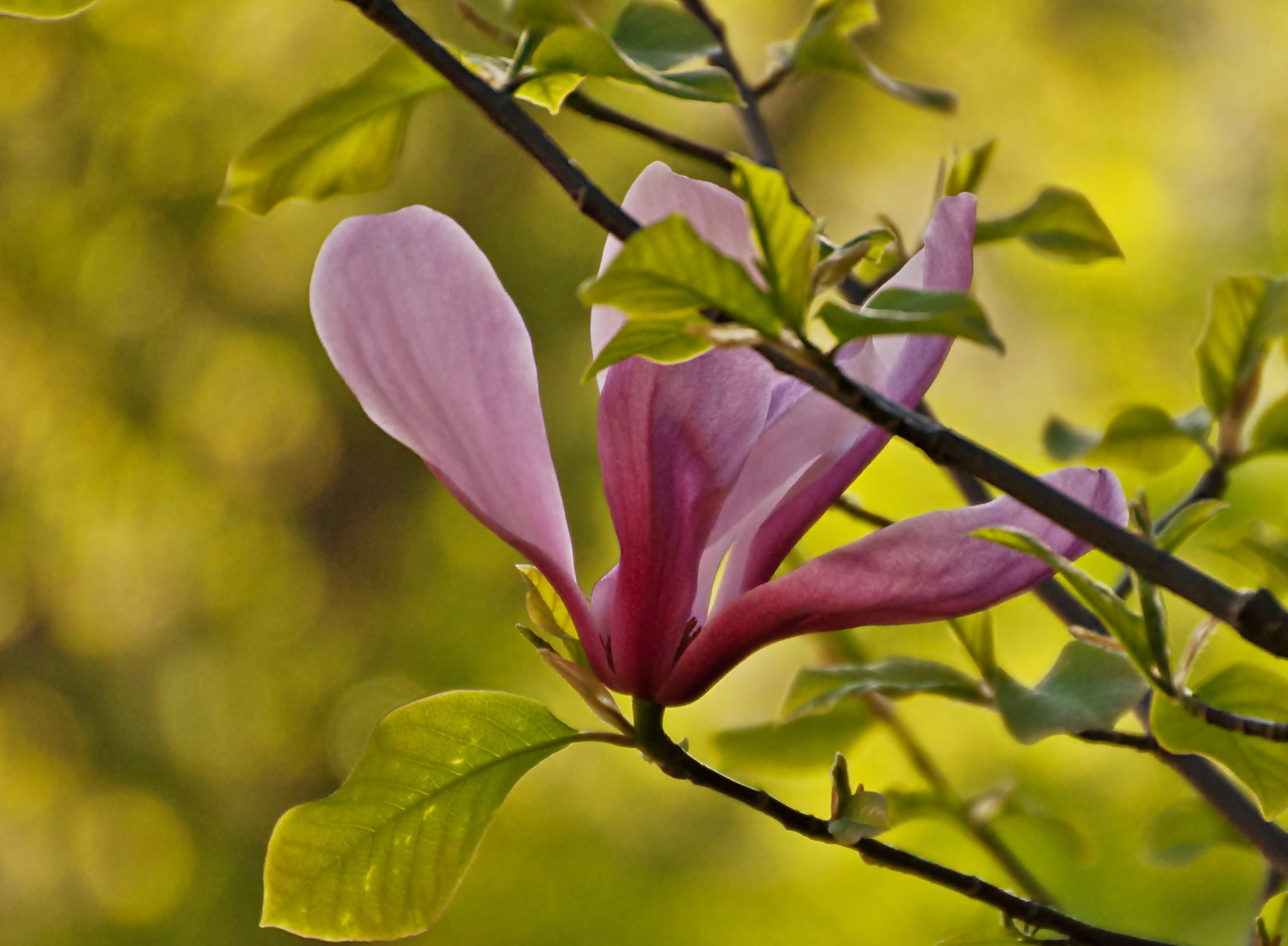 Sony Alpha DSLR-A300 + DT 18-270mm F3.5-6.3 SSM sample photo. Magnolia z bydgoszczy2 photography