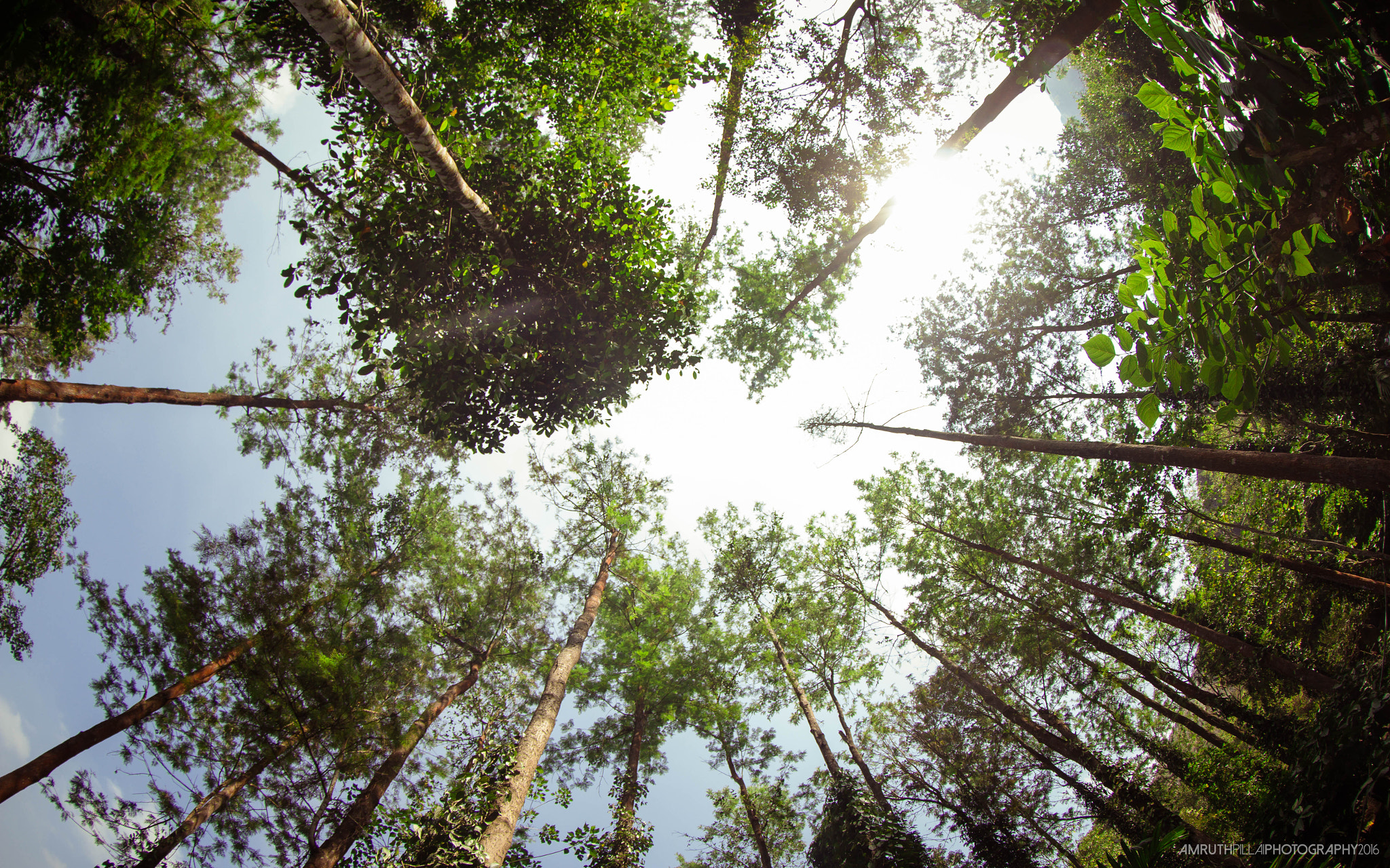 Canon EF 8-15mm F4L Fisheye USM sample photo. Looking up at the sky photography