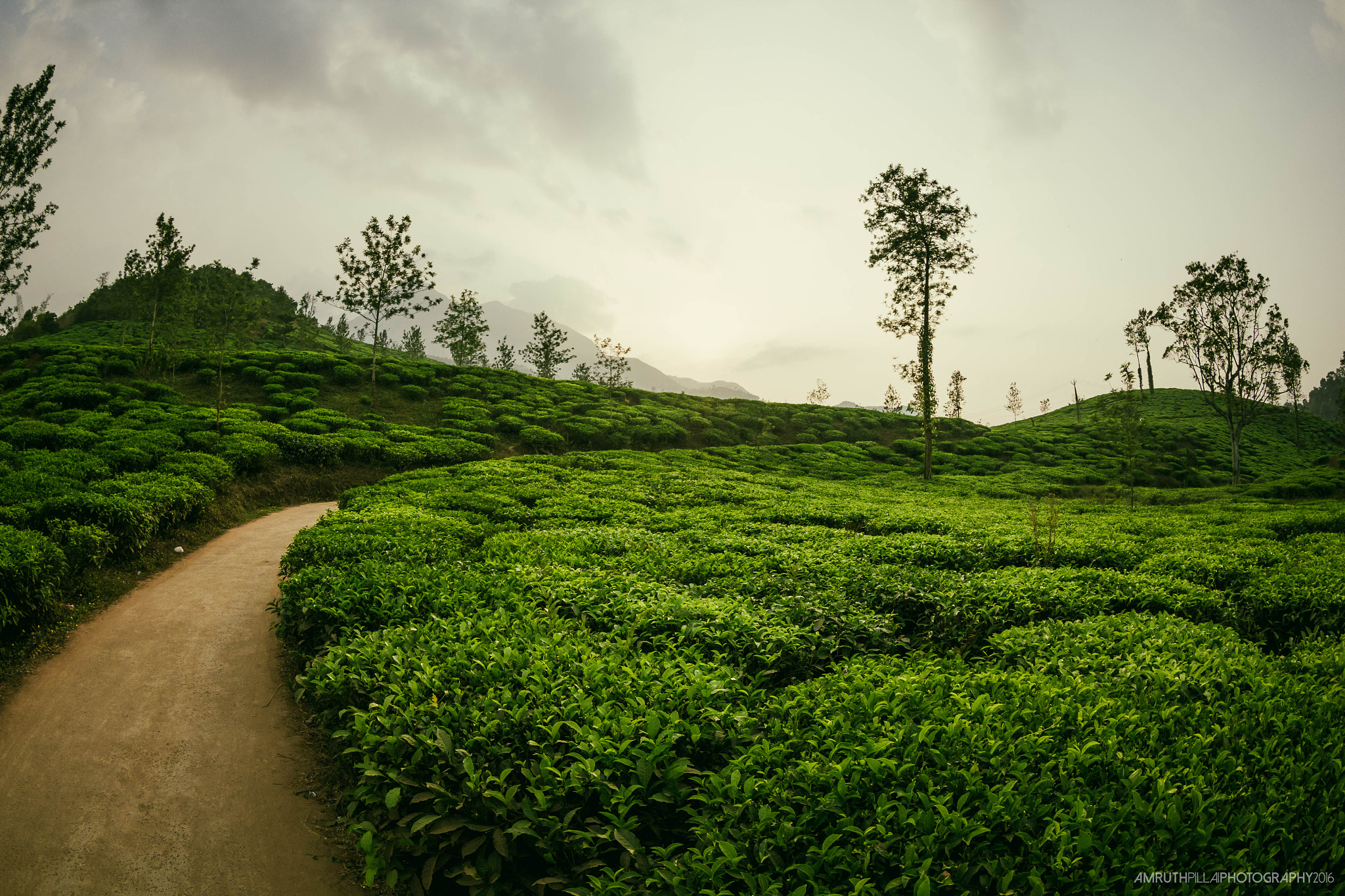Canon EF 8-15mm F4L Fisheye USM sample photo. Tea estates of kerala photography