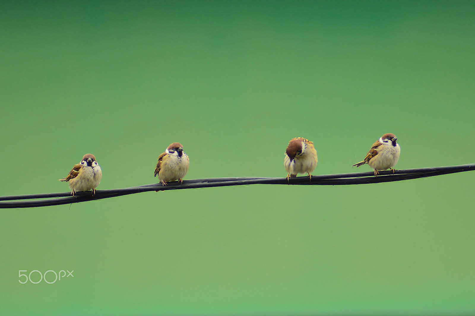 AF Zoom-Nikkor 70-300mm f/4-5.6D ED sample photo. Sparrow......nature photography