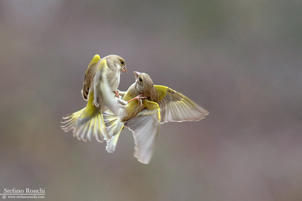 Canon EF 300mm F2.8L IS USM sample photo. Hugs photography