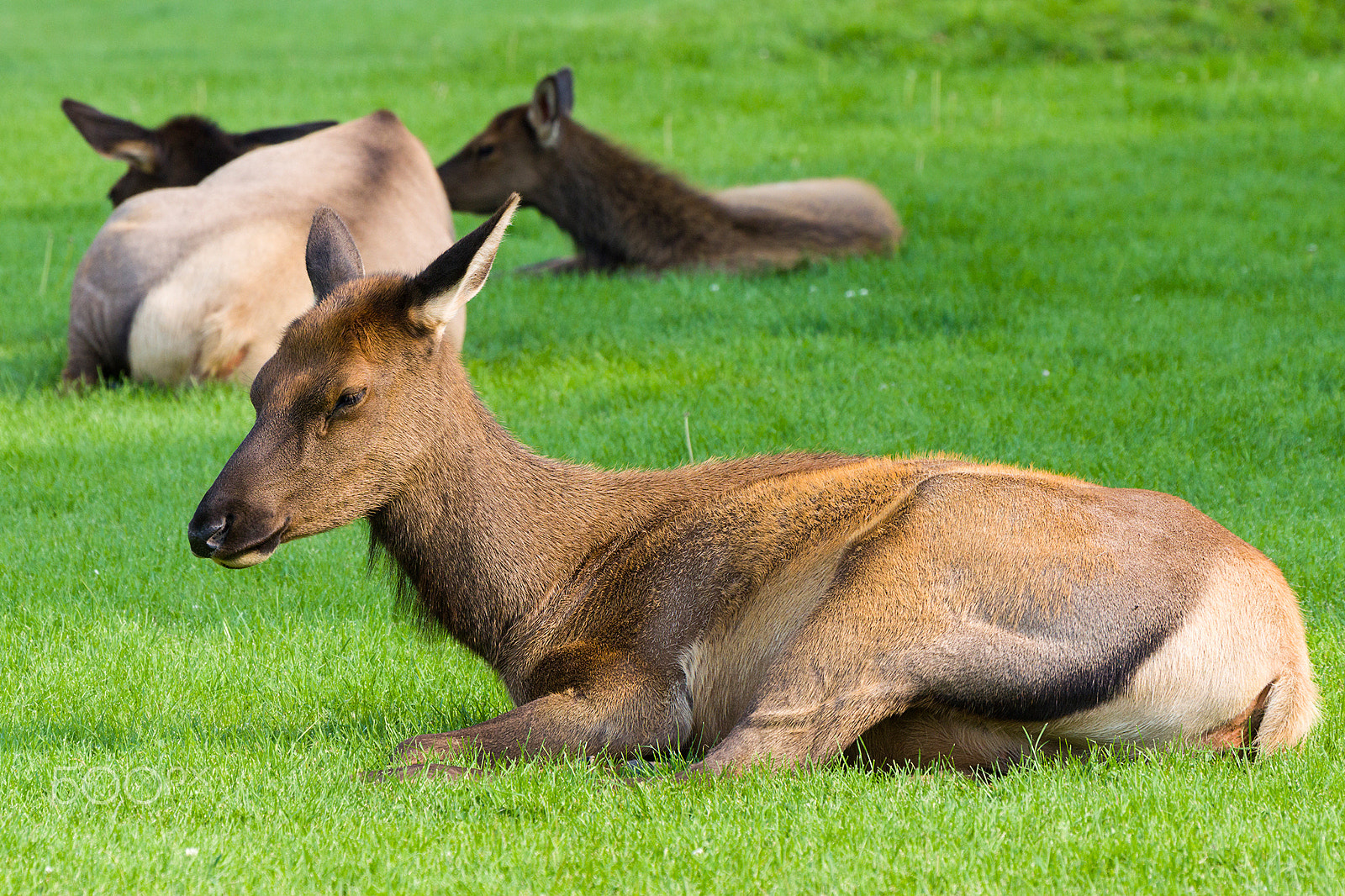 Sigma 50-500mm F4.5-6.3 DG OS HSM sample photo. Elk in yellowstone photography
