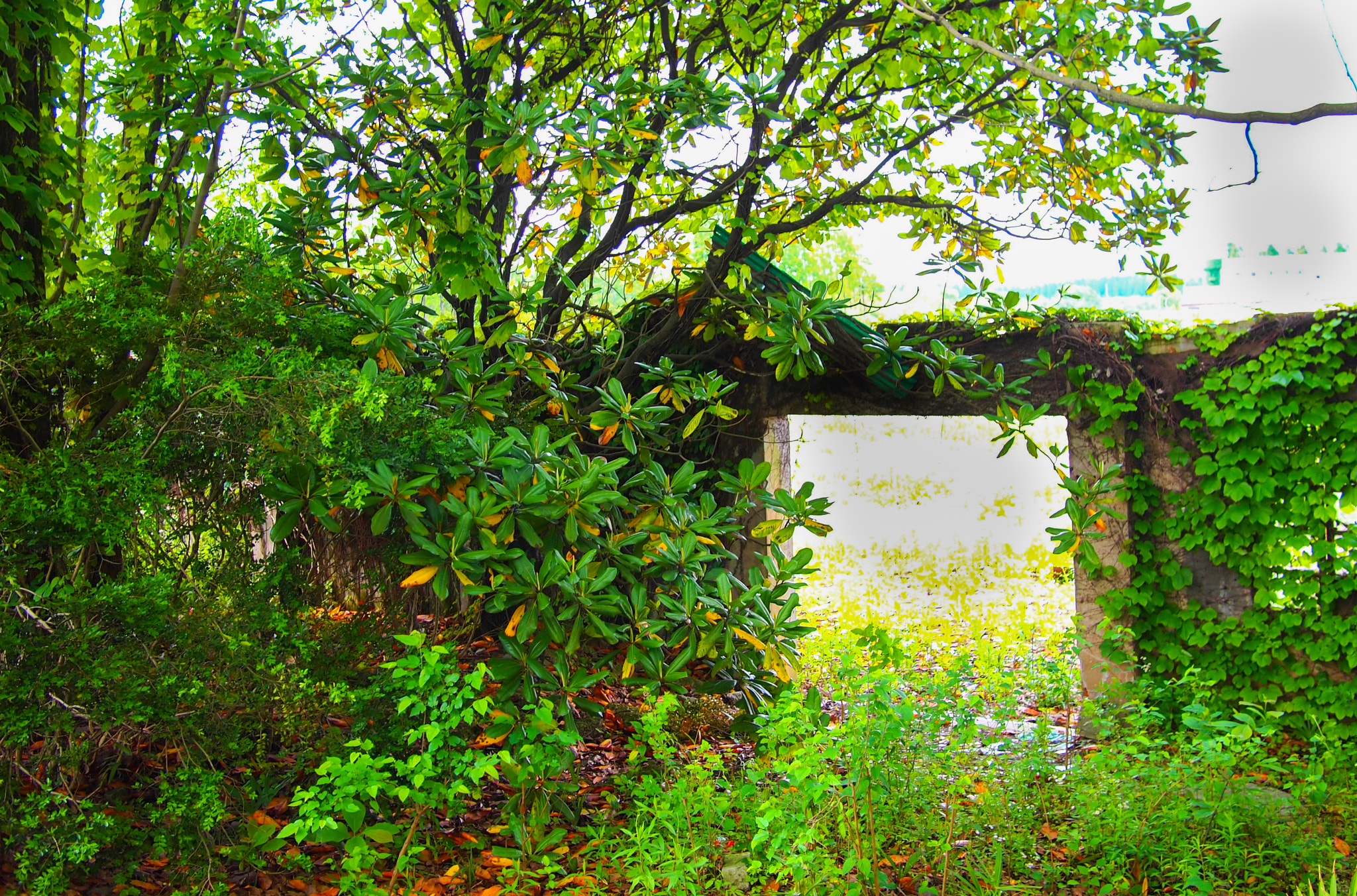 Olympus PEN E-PL1 + Panasonic Lumix G 20mm F1.7 ASPH sample photo. A house seized by nature photography