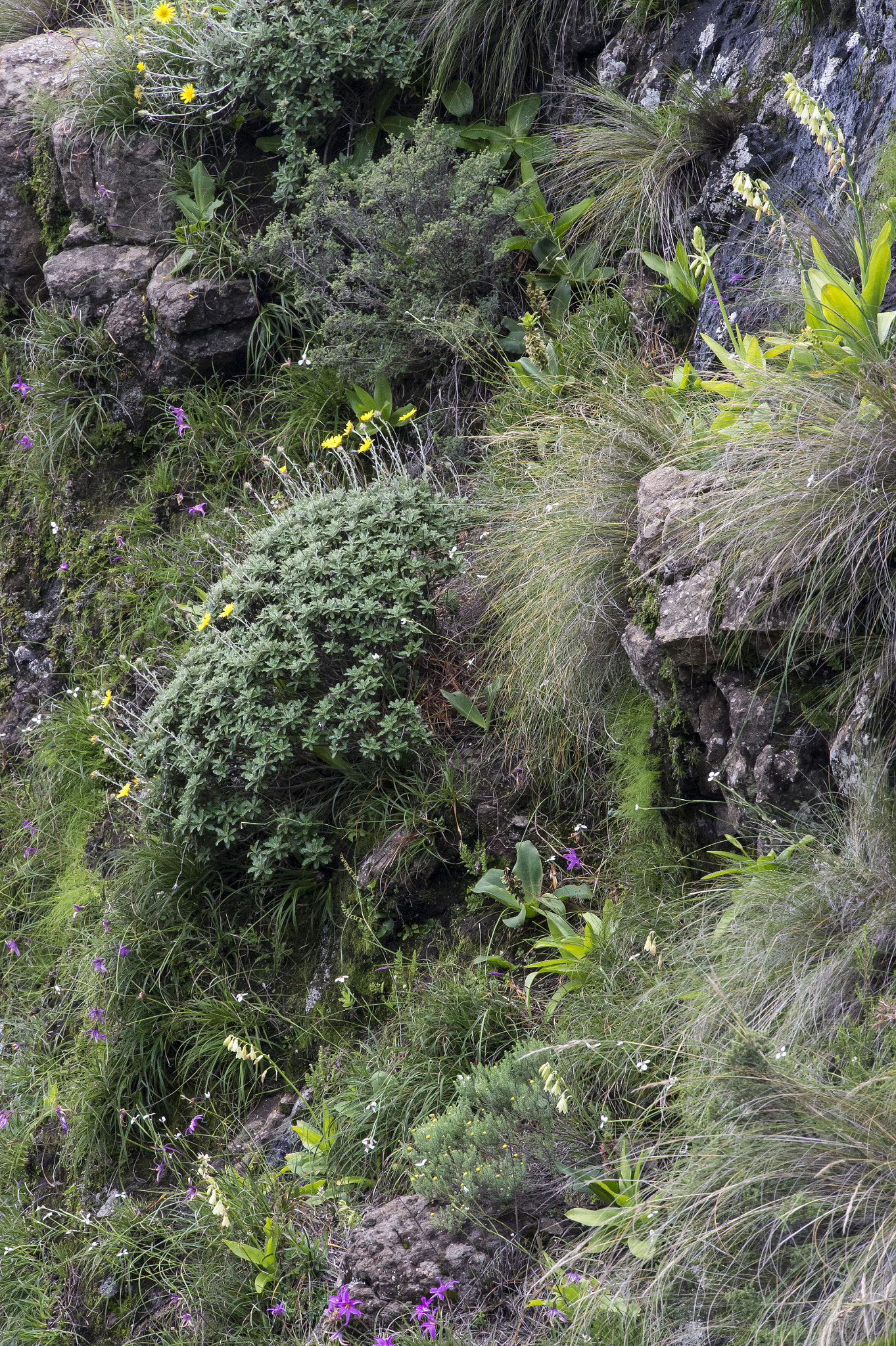 Nikon Nikkor AF-S 300mm F4E PF ED VR sample photo. Flora on cliffs above witzieshoek, drakensberg photography