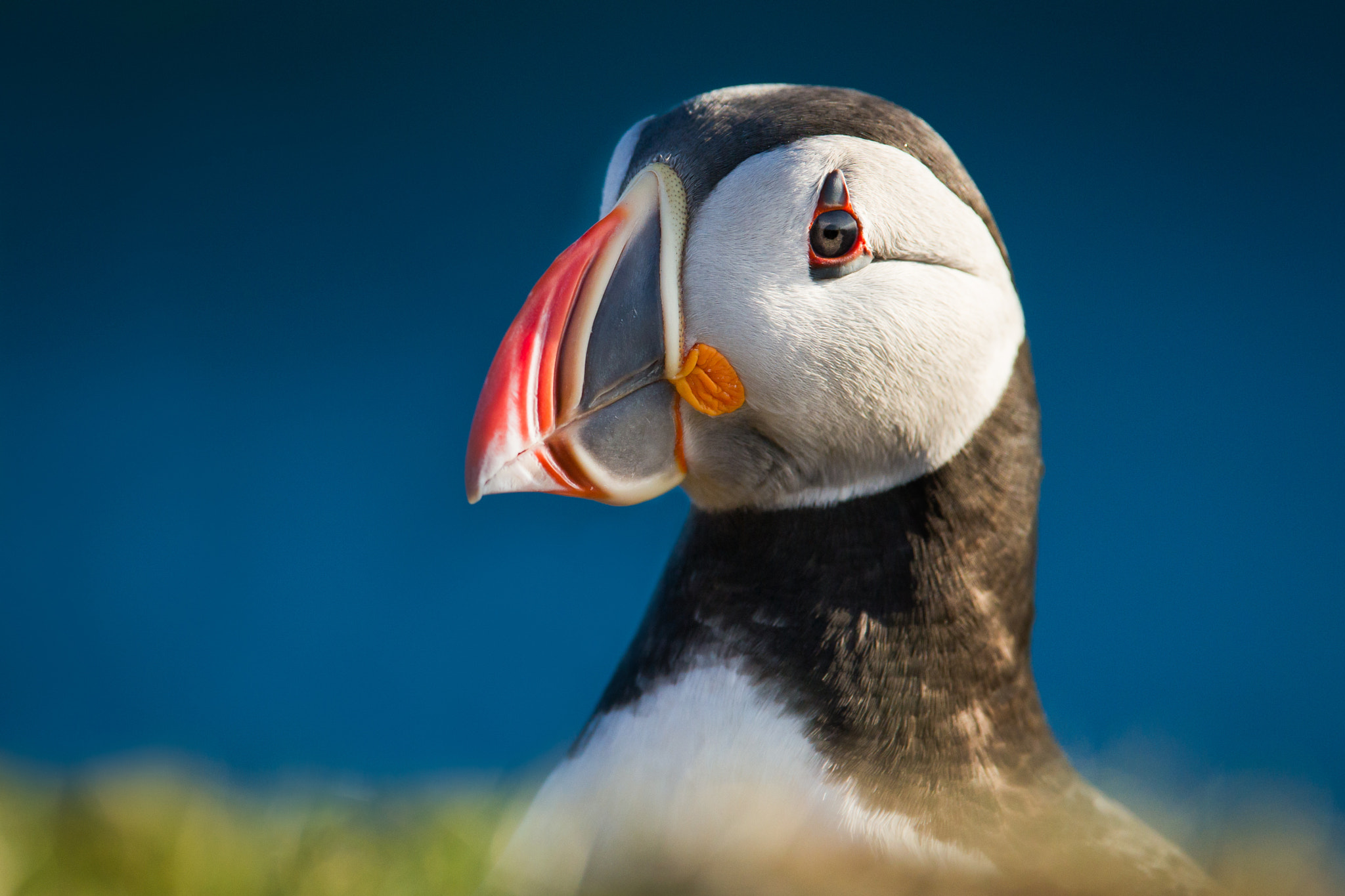 Sony a99 II + 300mm F2.8 G sample photo. Puffin portrait photography