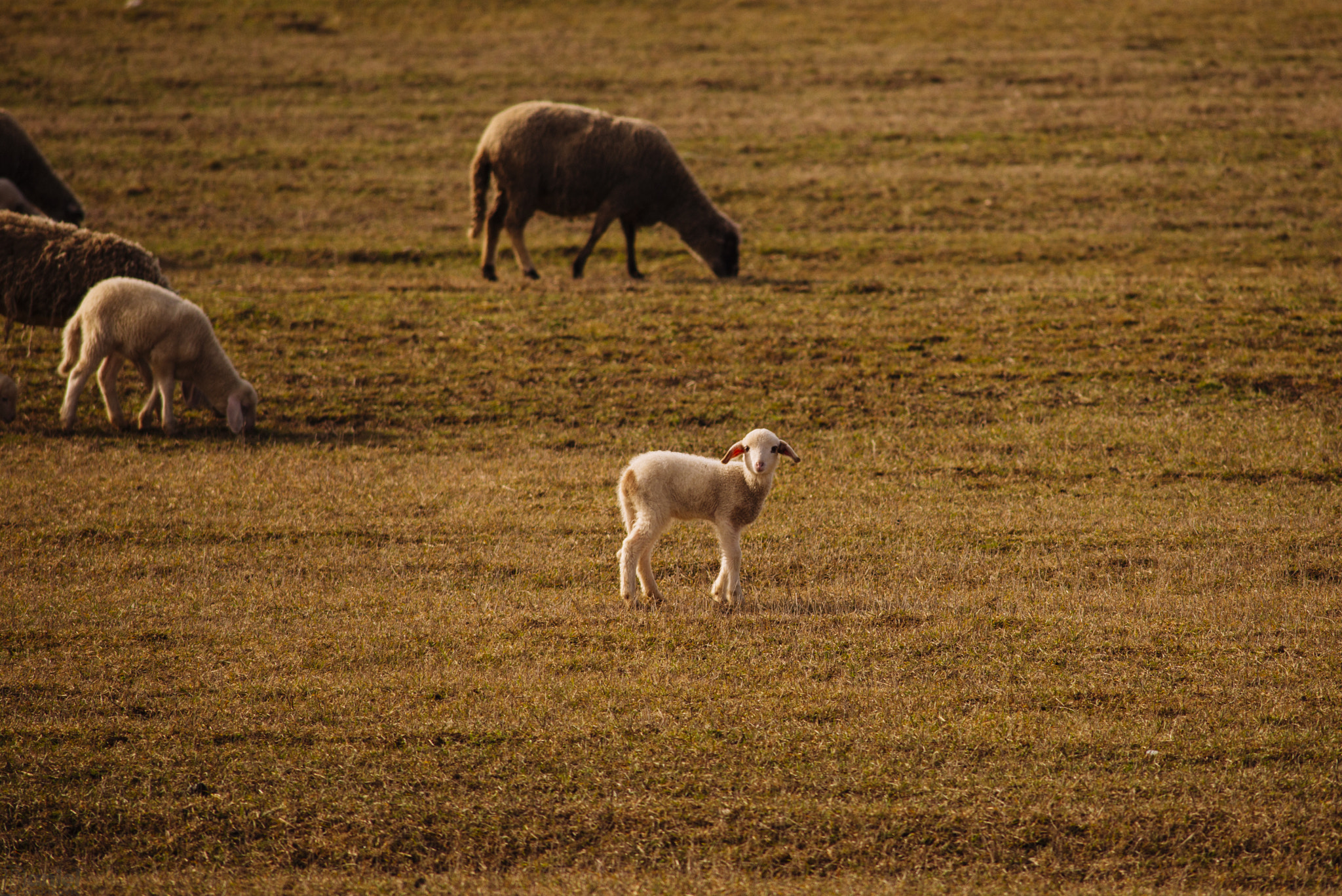 Nikon D800 + AF Nikkor 300mm f/4 IF-ED sample photo. Meadow photography