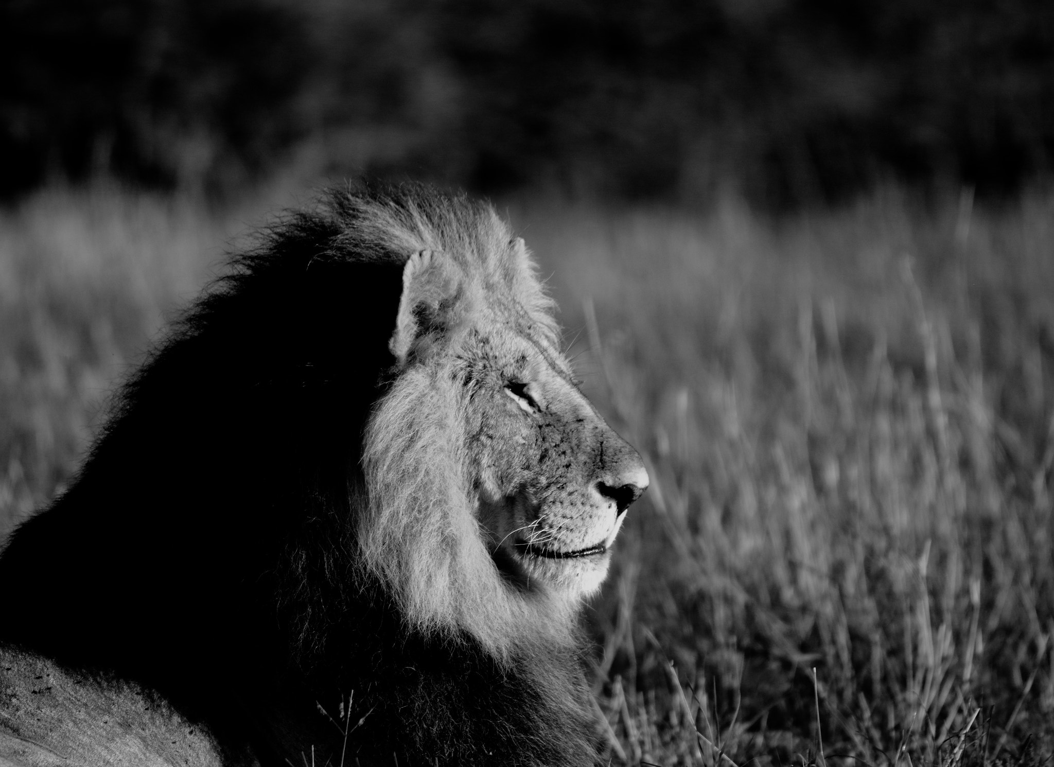 Sigma 50-500mm F4.5-6.3 DG OS HSM sample photo. Everything the light touches is his kingdom. photography