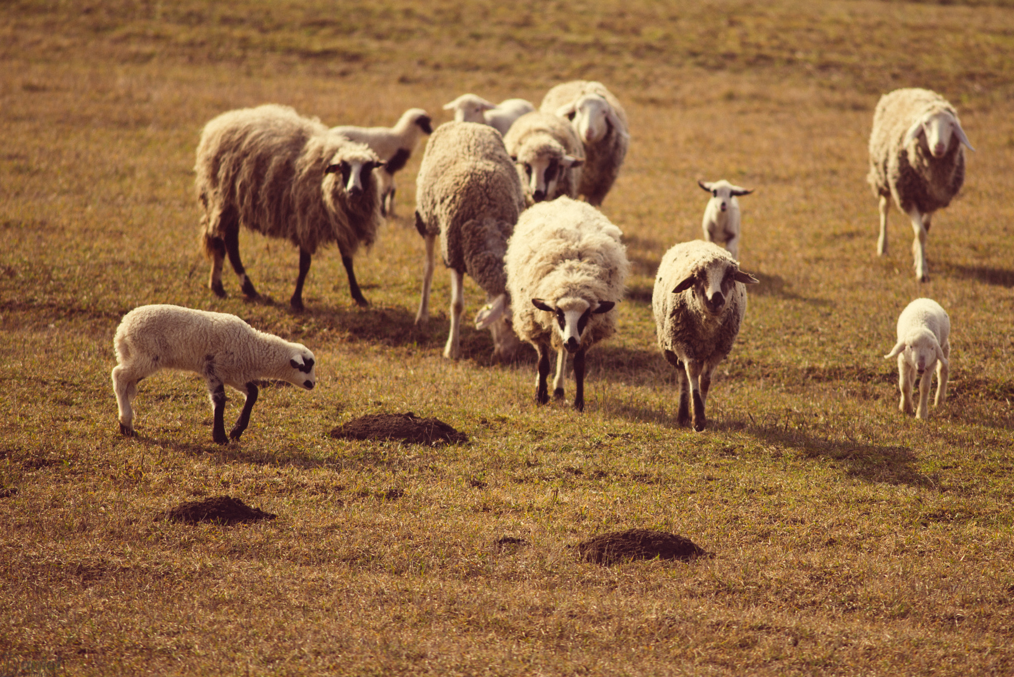 Nikon D800 + AF Nikkor 300mm f/4 IF-ED sample photo. Herd photography