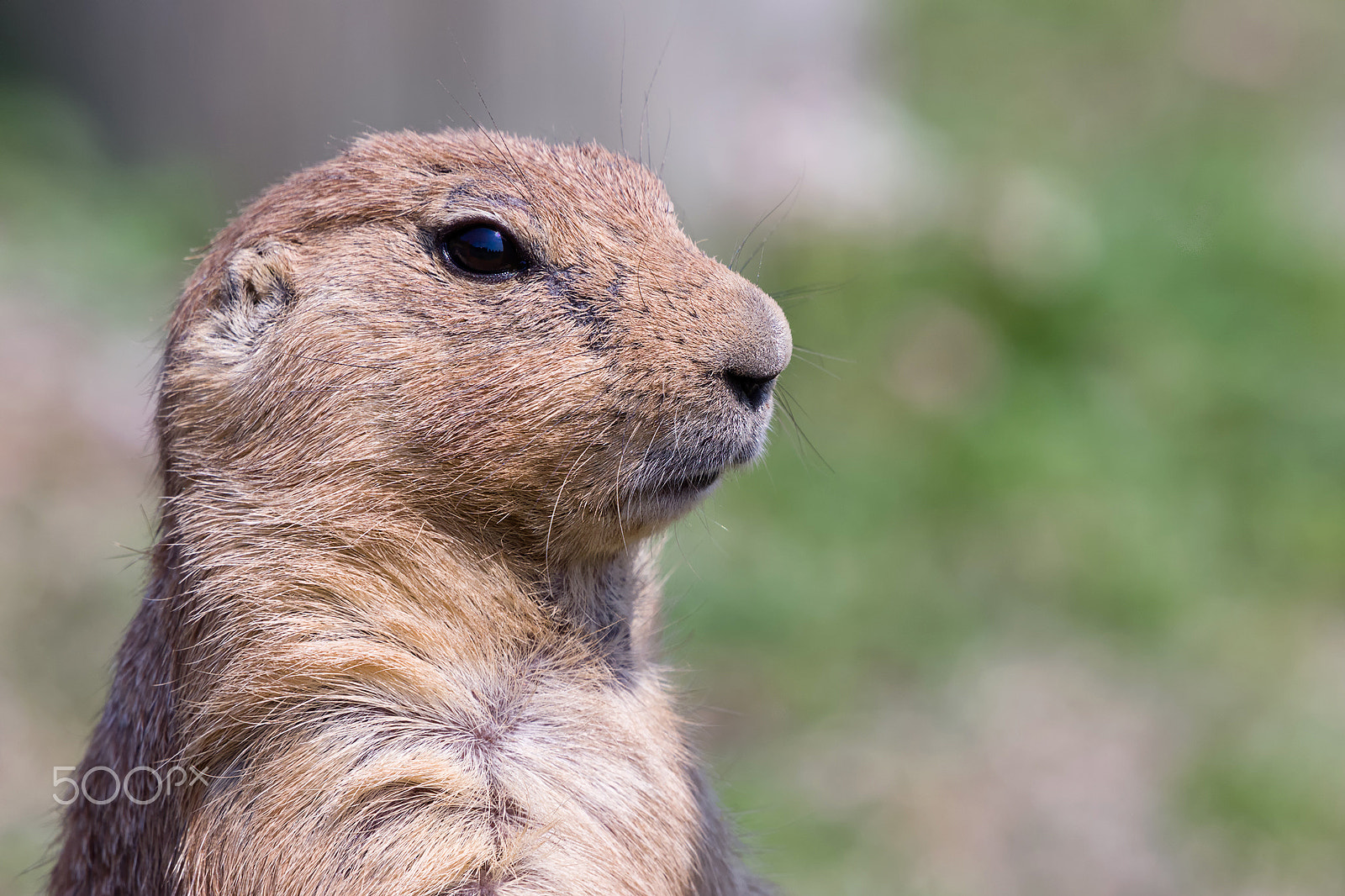 Sigma 50-500mm F4.5-6.3 DG OS HSM sample photo. Prairie dog photography