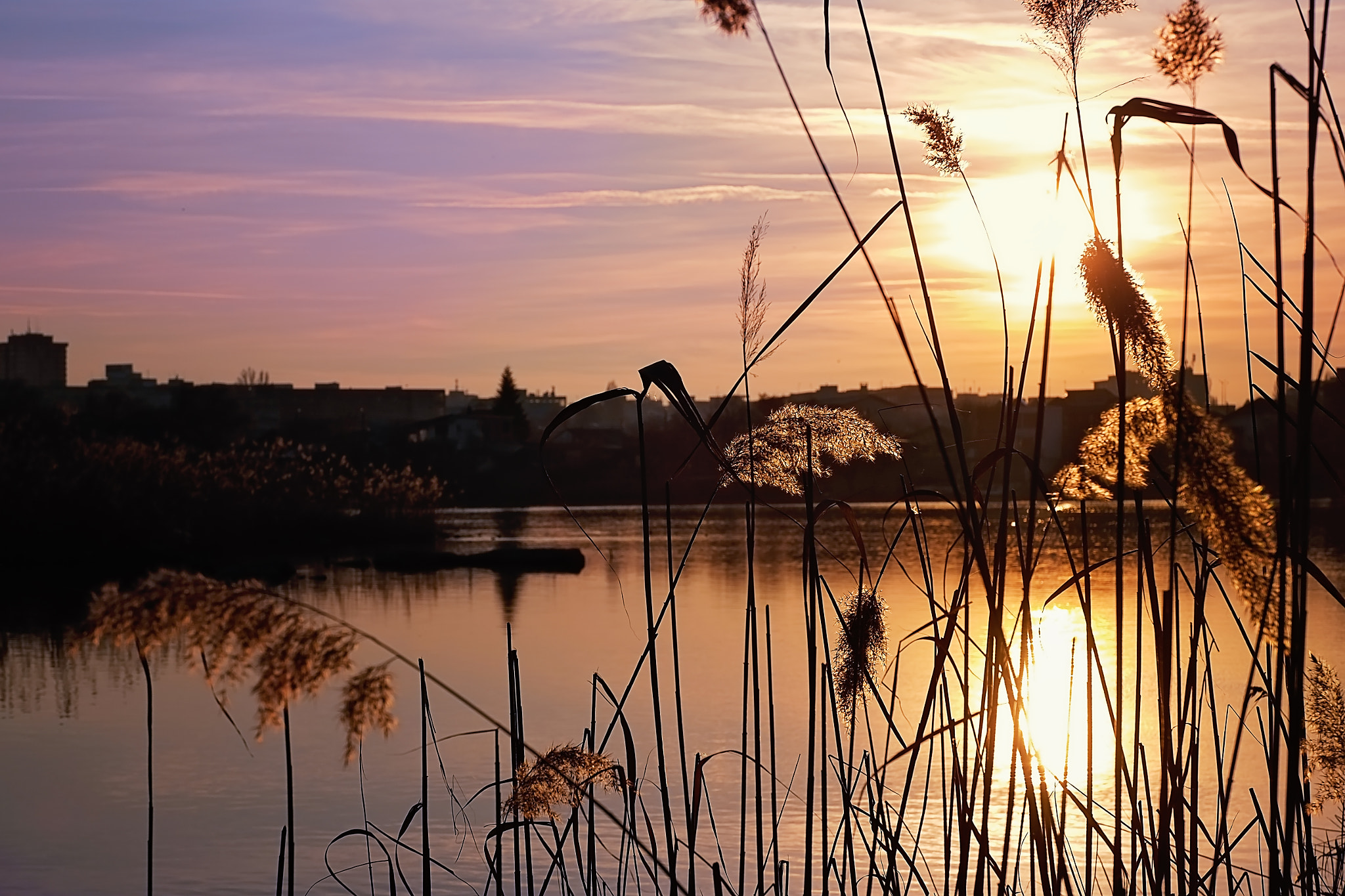 Fujifilm X-Pro1 + ZEISS Touit 50mm F2.8 sample photo. Golden light photography