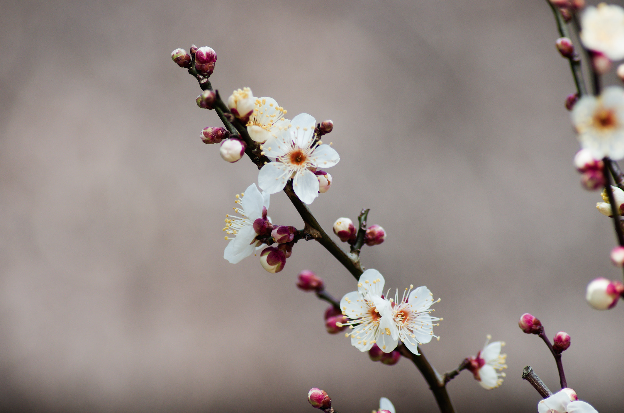 Tamron AF 70-300mm F4-5.6 Di LD Macro sample photo. Plum photography