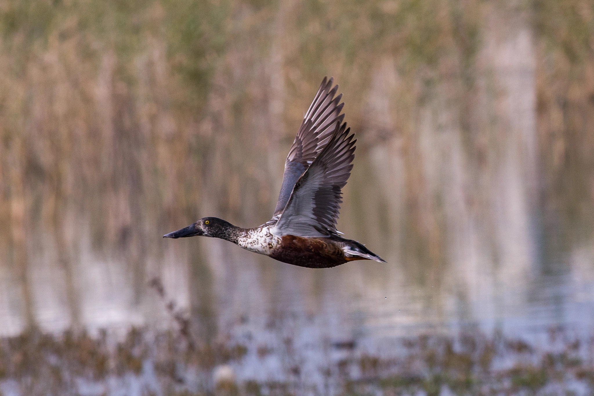 Canon EOS 6D + Canon EF 400mm F5.6L USM sample photo. Shoveler photography