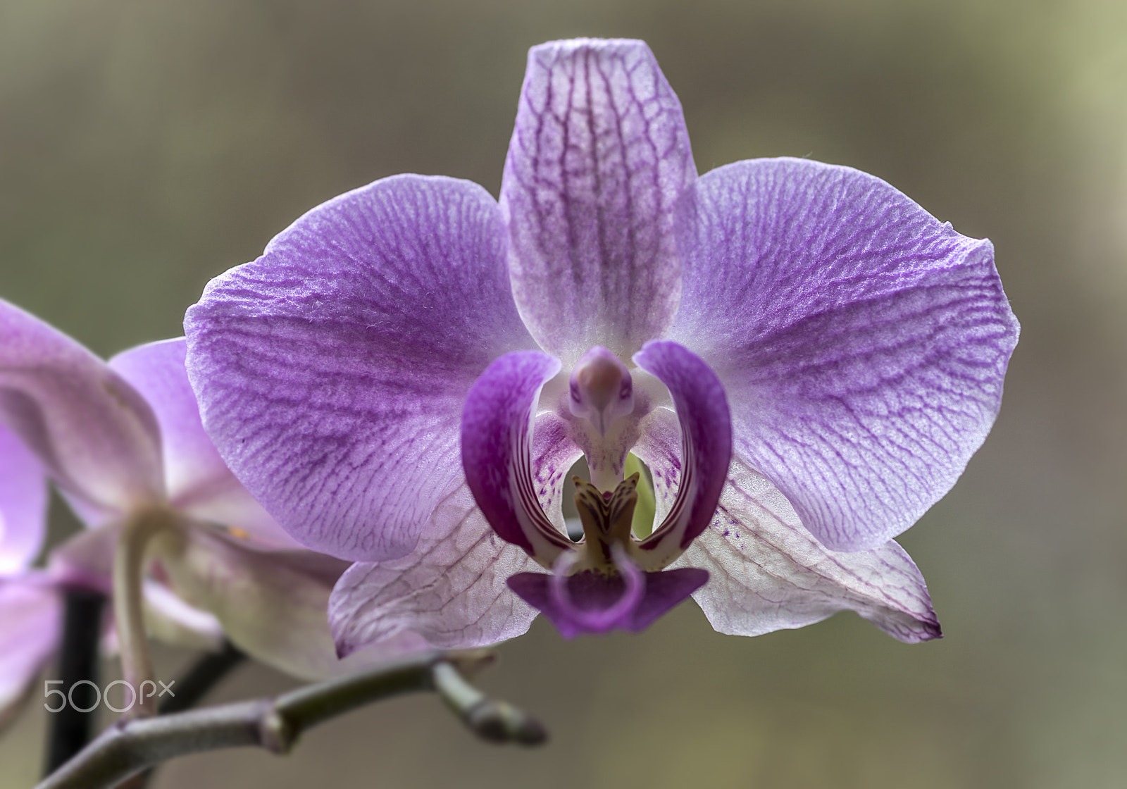 Sony ILCA-77M2 + Sigma 30mm F1.4 EX DC HSM sample photo. Orchid photography