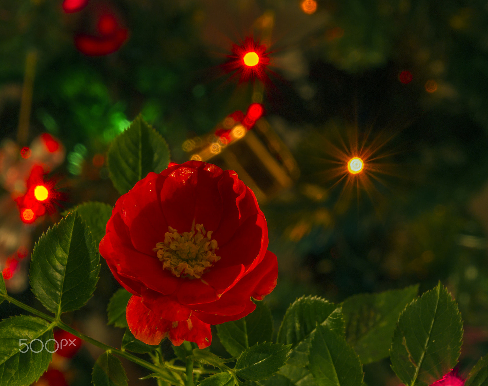 Sony SLT-A55 (SLT-A55V) + Tamron AF 28-105mm F4-5.6 [IF] sample photo. A rose at christmas photography