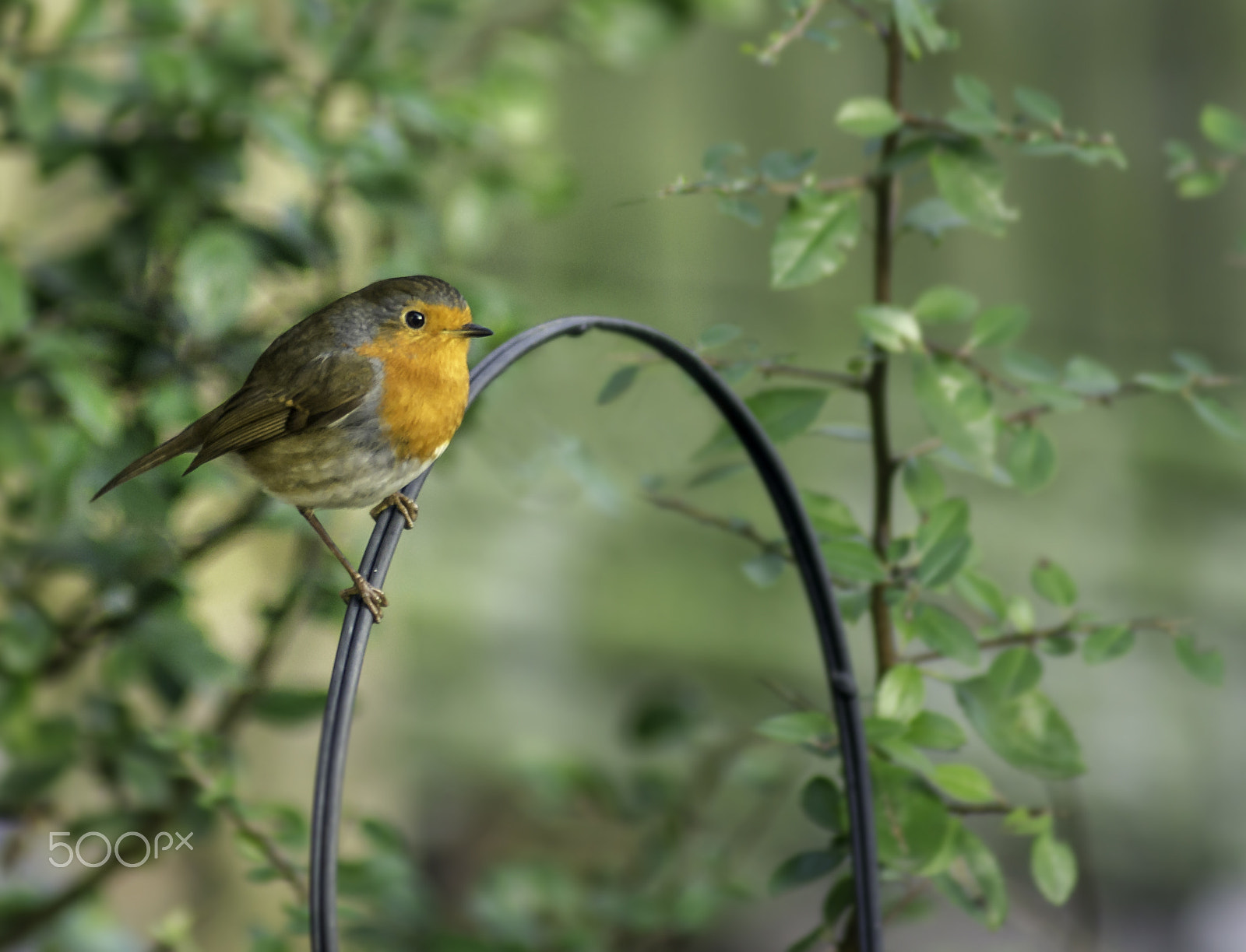 Sony 75-300mm F4.5-5.6 sample photo. Just a robin photography