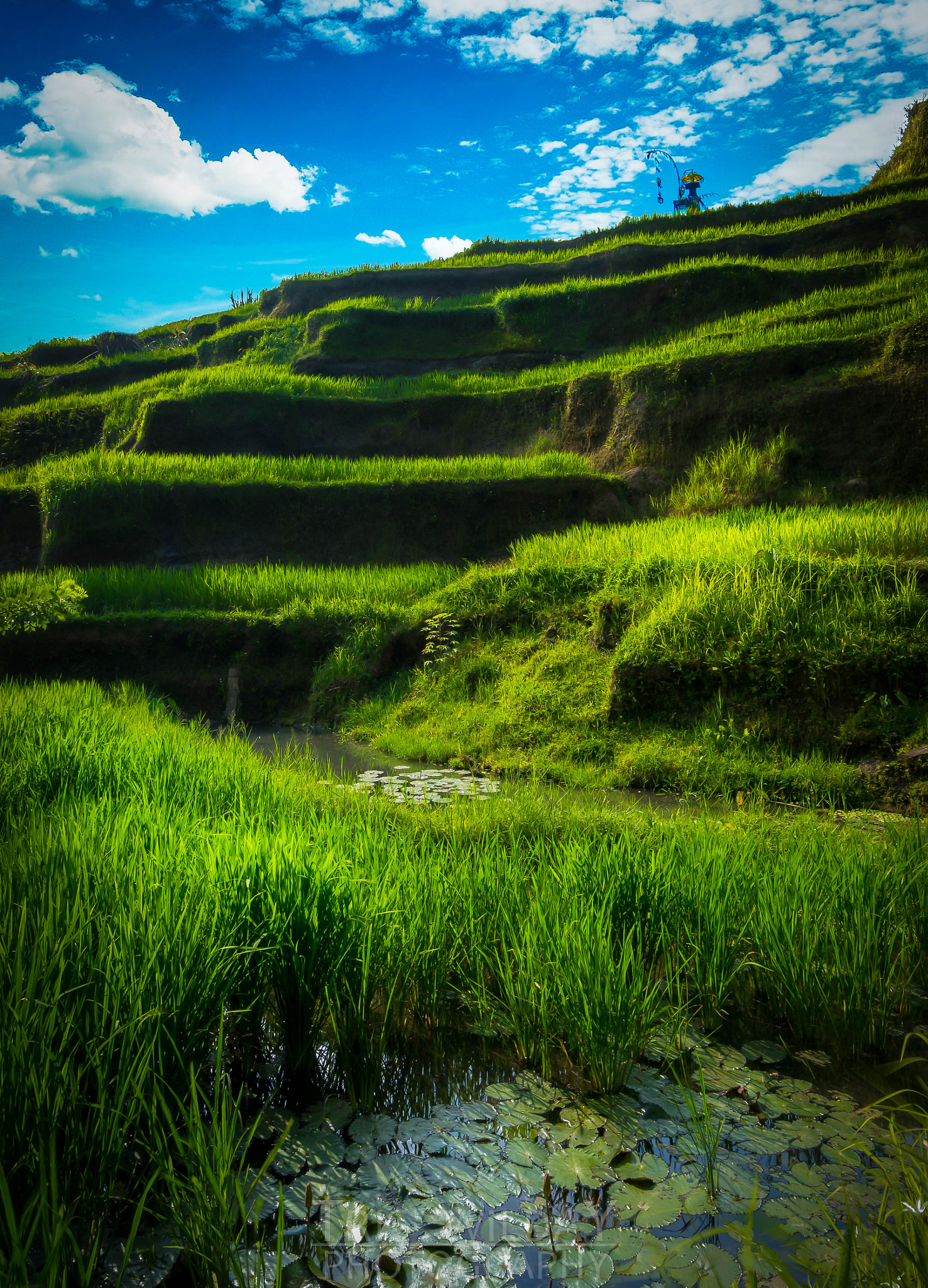 Samsung NX300 + Samsung NX 12-24mm F4-5.6 ED sample photo. Tegalalang rice terrace photography